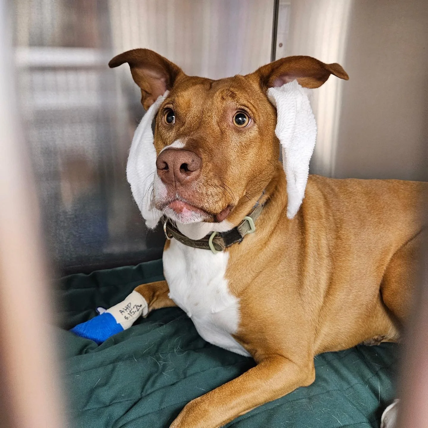 Ginger checked in for a broken nail repair and took her &ldquo;do not disturb&rdquo; request very seriously. 🐶🔇

To help with sedation, we kept the noise down and prepared Ginger with her own custom soundproofing system. 🎧😂
Between the ear plugs,