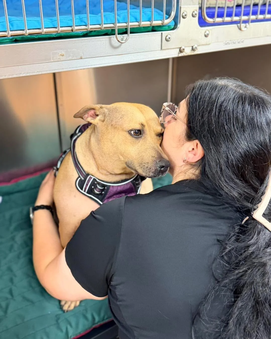 Koko wasn&rsquo;t sure about her stay&hellip; until Alyssa came in with the cuddles 💕🐾

Sometimes the best medicine is a little extra love, reassurance, and a safe place to lean. Koko definitely voted Alyssa &ldquo;Employee of the Month&rdquo; for 