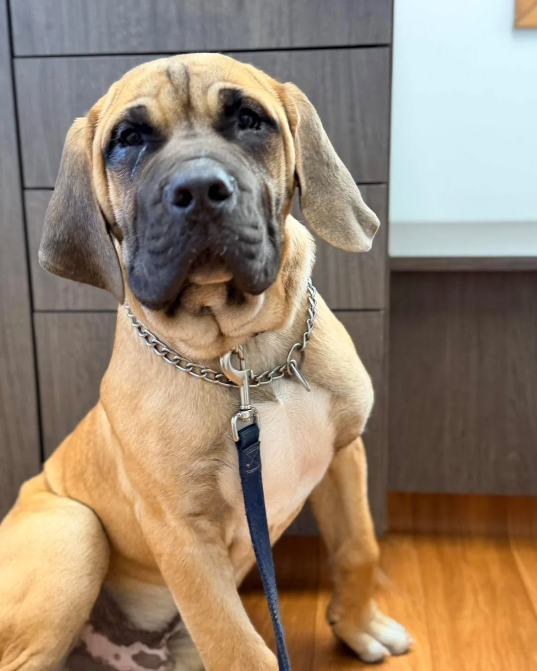 Meet Bo 🐾💛

Equal parts giant baby, cuddle expert, and professional worrier 😂 One minute he&rsquo;s giving us his best &ldquo;brave boy&rdquo; face&hellip; and the next he&rsquo;s melting dramatically onto the floor like vet visits are the hardest