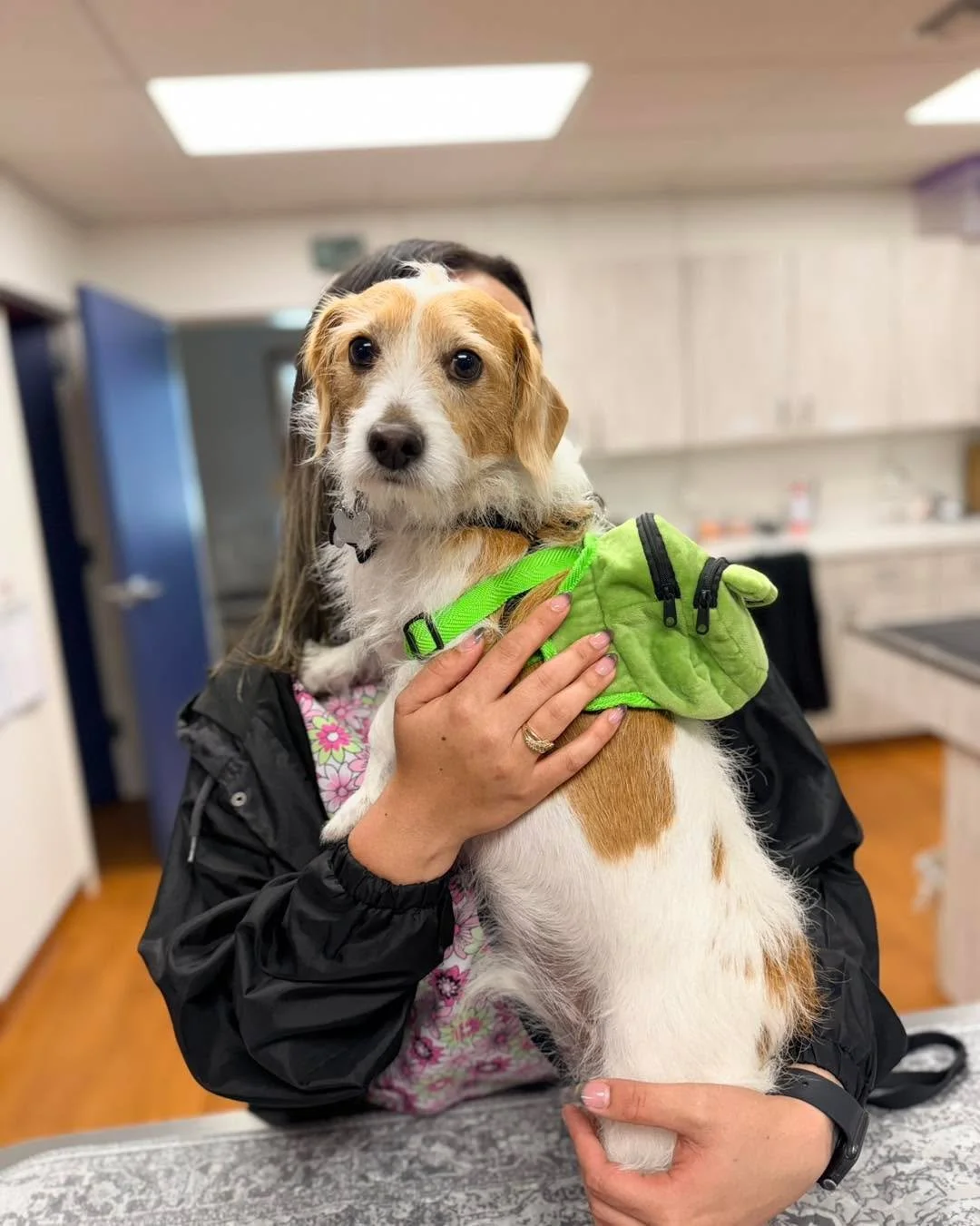 🐸💚 Henry is hopping into our hearts today! 💚🐸

Looking extra adorable in his little frog backpack, Henry stopped by for a visit and completely stole the spotlight. Those sweet eyes and adventurous spirit make him the perfect little explorer! 🐾✨
