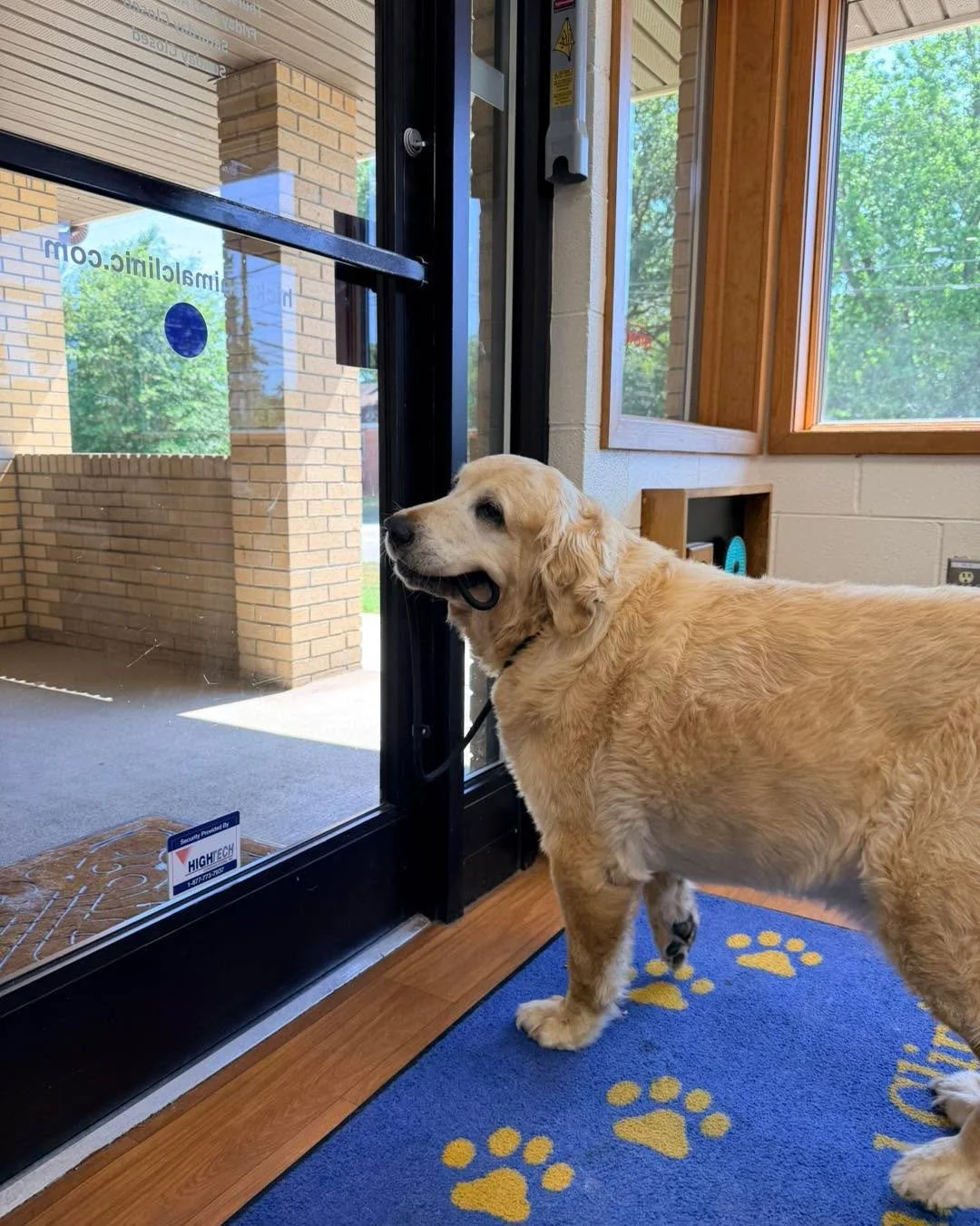 🐾💙 &ldquo;I think my appointment is over&hellip; can we go for treats now?&rdquo; 💙🐾

This sweet Golden was the perfect guy today! With leash in mouth and eyes on the door, he was more than ready to head home after his visit. 🦮✨

We love seeing 