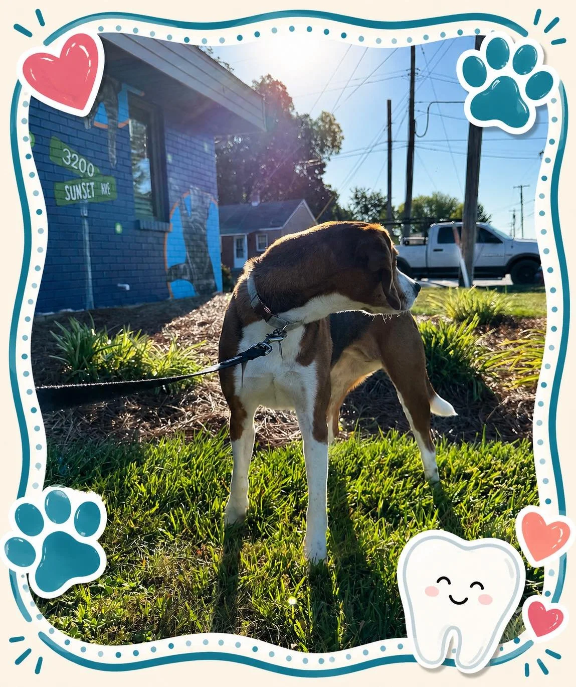 ☀️ Mabel is soaking up the sunshine before her dental appointment today at Hicks Animal Clinic! 🐾🦷

A healthy smile means a healthier pet, and Mabel is here for a little dental TLC. ❤️

Tell us&mdash;does your dog love having their teeth brushed at