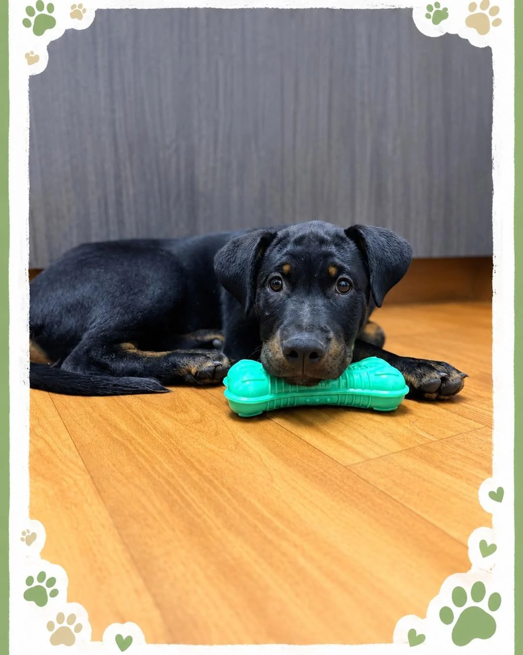 Little Rooster came in for his puppy visit and reminded us why puppy appointments are some of our favorites. 🥰🐾

Between the tiny paws, curious eyes, and a very important chew toy, he made himself right at home. 💚

Growing up is hard work, but Roo