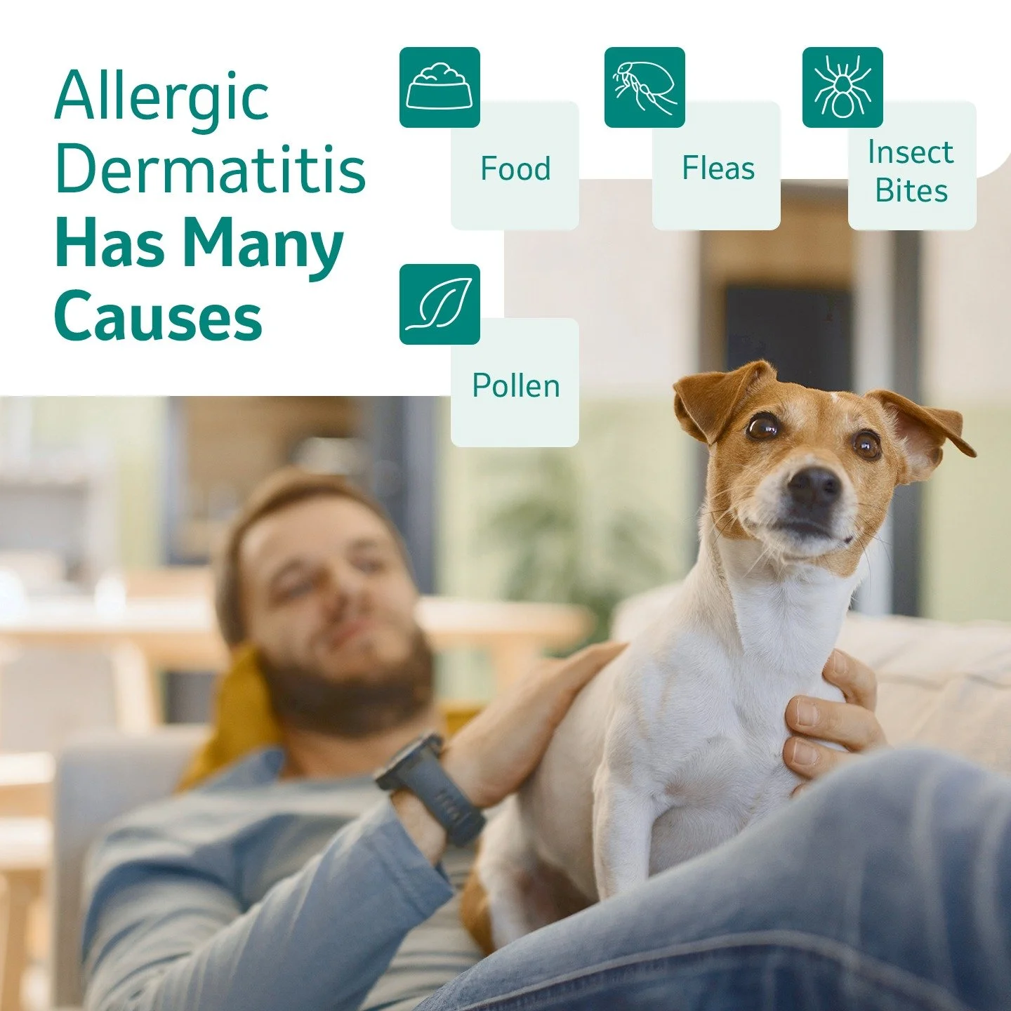 Pollens. Food. Fleas. And other sources. Allergic dermatitis has many possible causes. If you have an itchy dog, we can help identify and manage your dog&rsquo;s itch and avoid some triggers. Call our clinic today to talk about a simple treatment tha