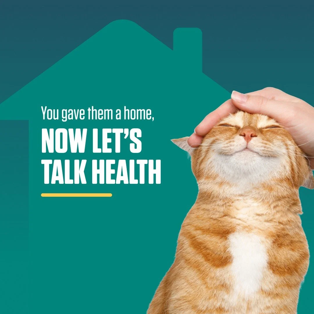 June is Adopt-a-Cat Month&reg;*. Make sure your new feline friend has the parasite protection they need. Call now to learn about keeping them safe.