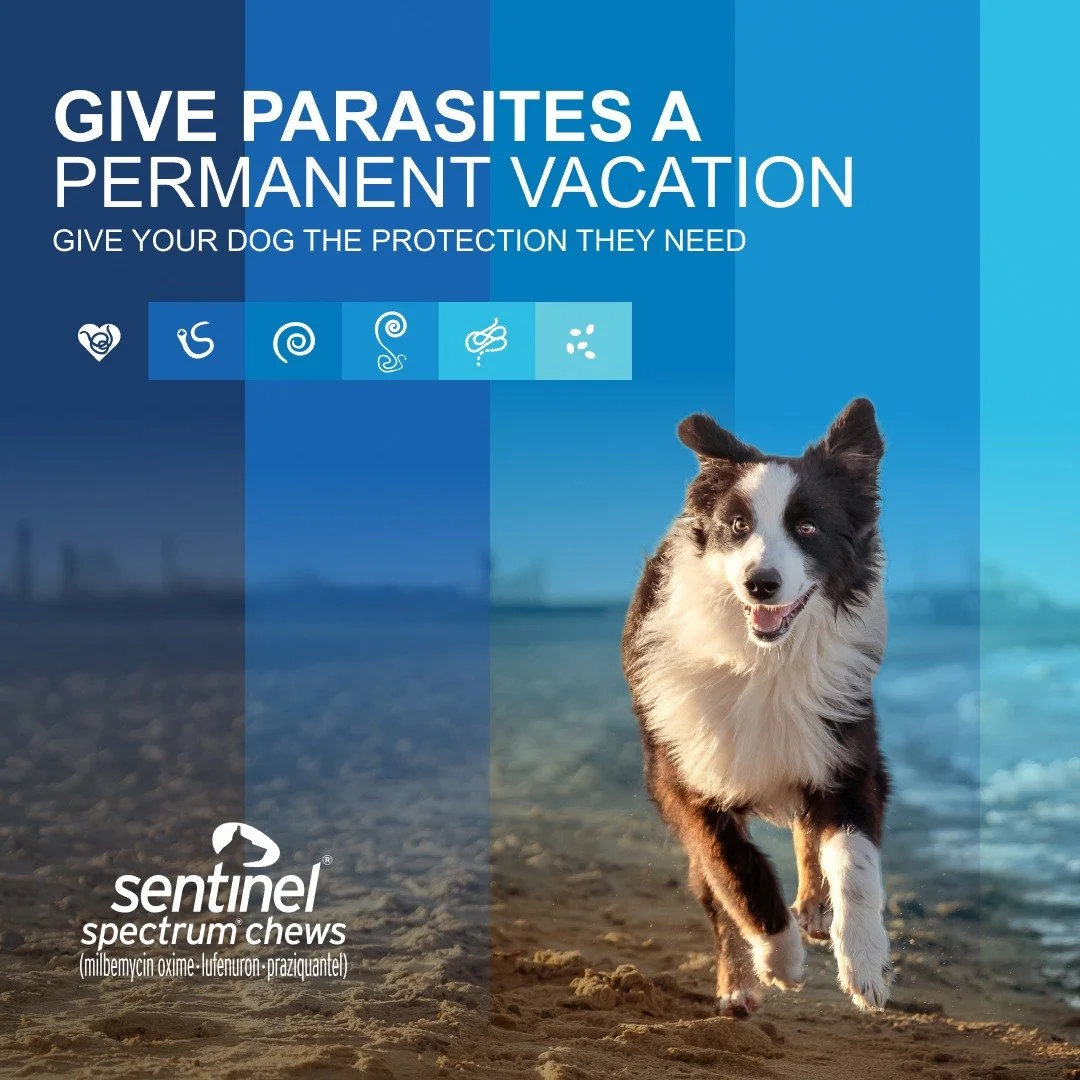 This summer, protect your pets against internal parasites, fleas, and flea eggs with SENTINEL SPECTRUM&reg; Chews. Call to schedule your visit.