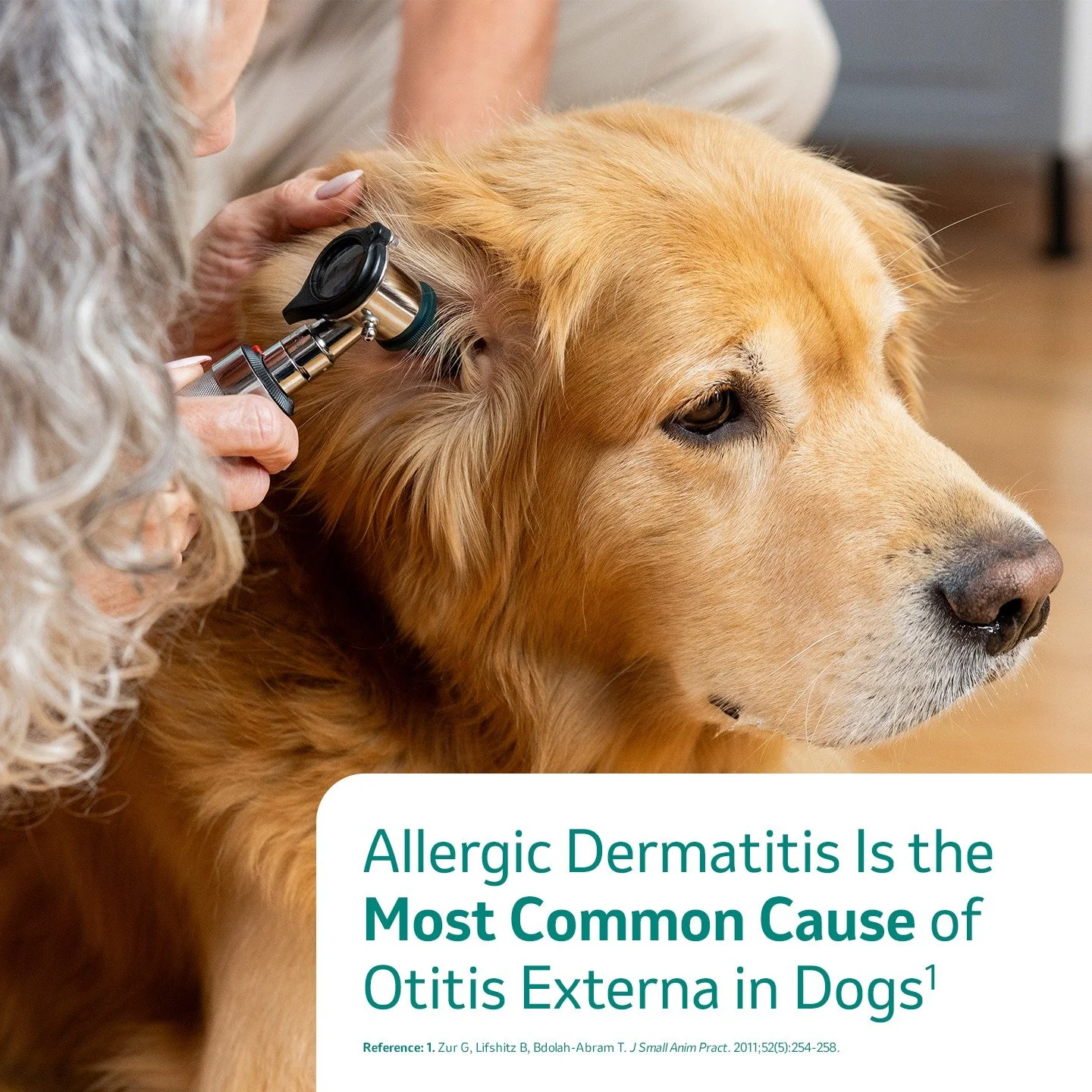 Did you know that dogs with allergies are more likely to develop otitis externa, an inflammation of the outer ear that can be very painful? If your dog is scratching their ears or exhibits head shaking, call us today to bring your dog comfort and rel