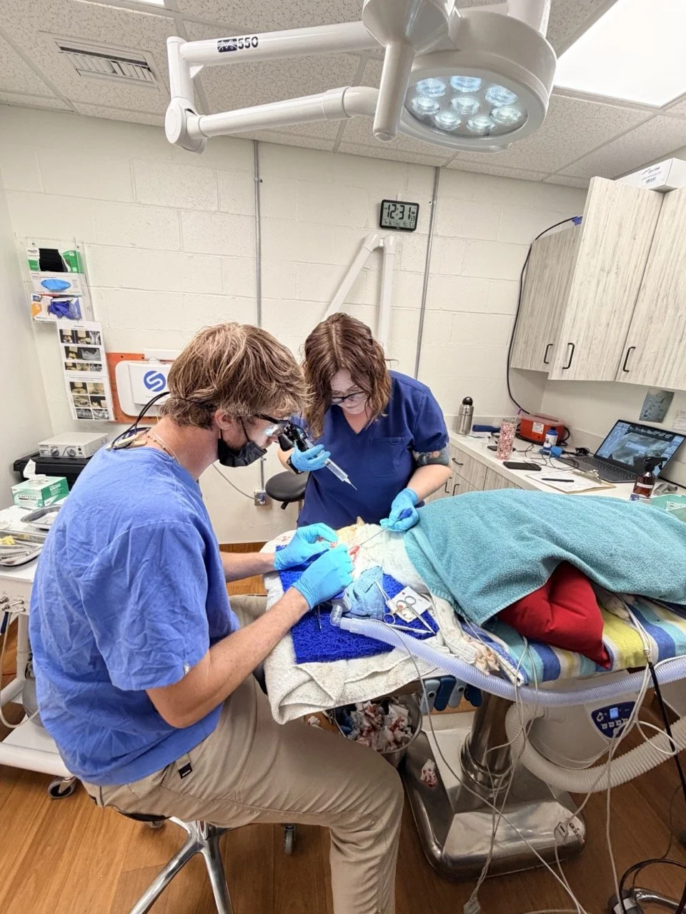 Surgical care at Hicks Animal Clinic
