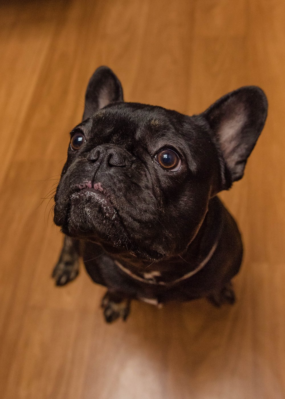 A brindle French bulldog looking up at Hicks Animal Clinic