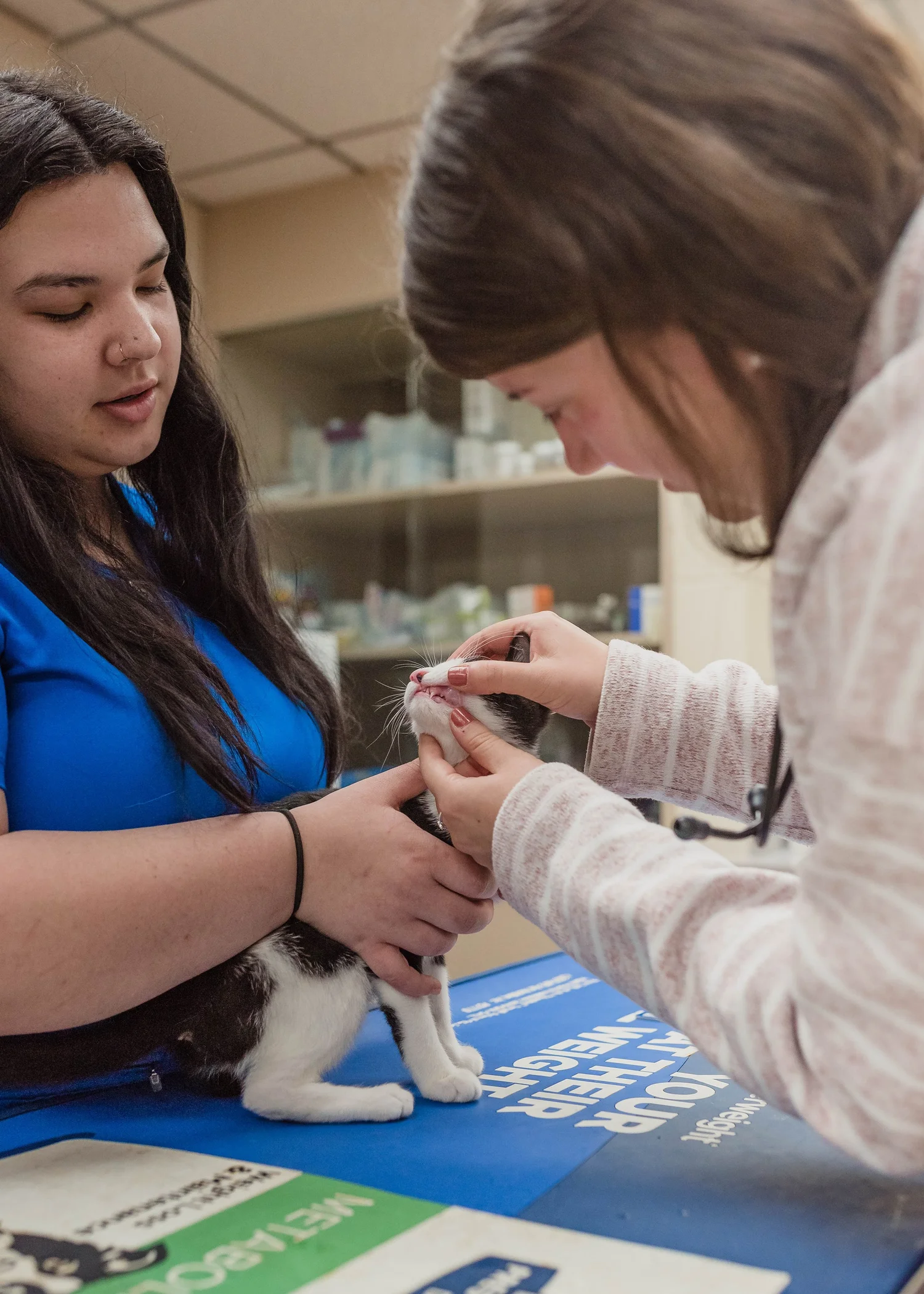 Dr. Claire performing an oral examination on a black-and-white kitten