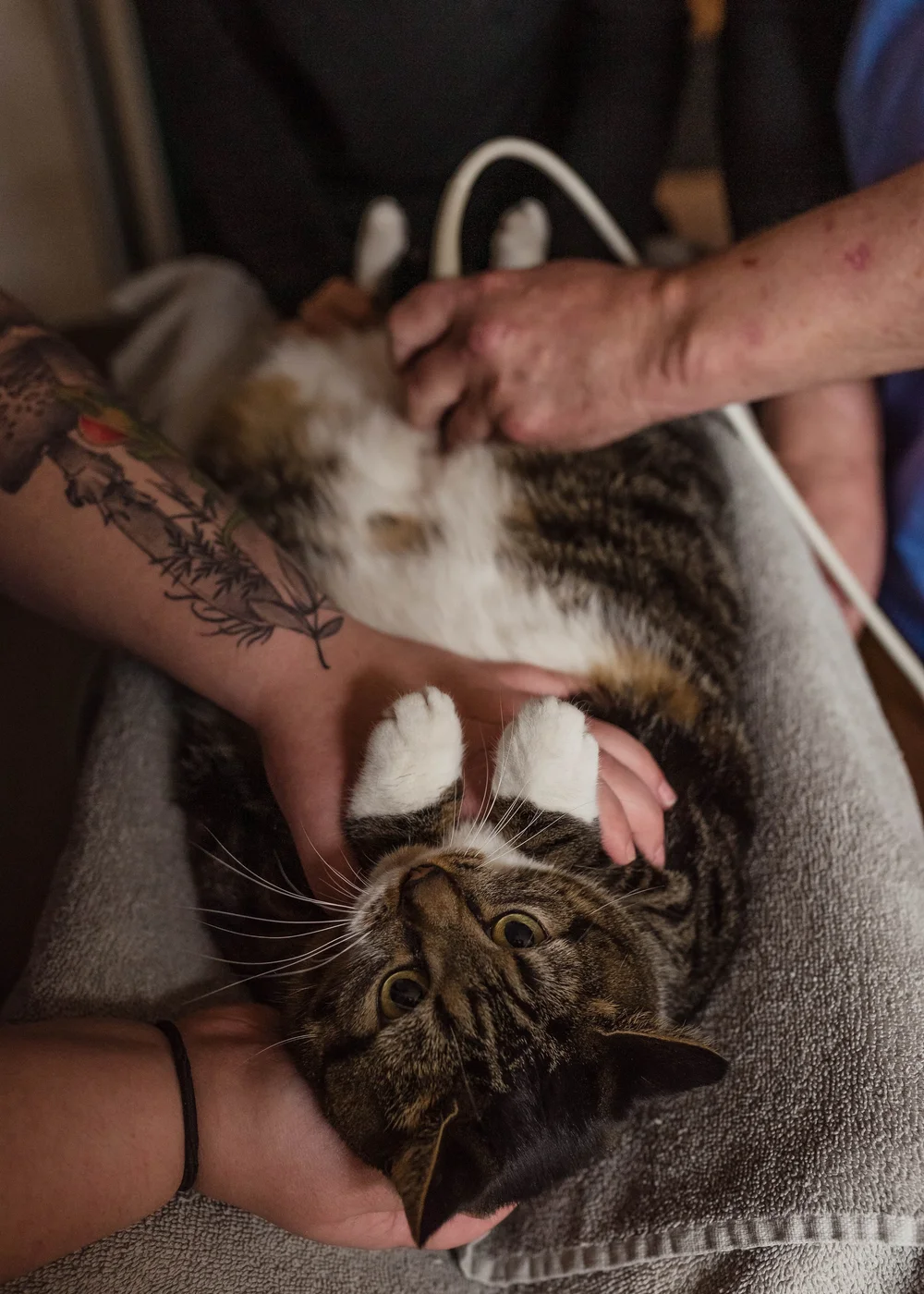 A cat receiving ultrasound imaging at Hicks Animal Clinic