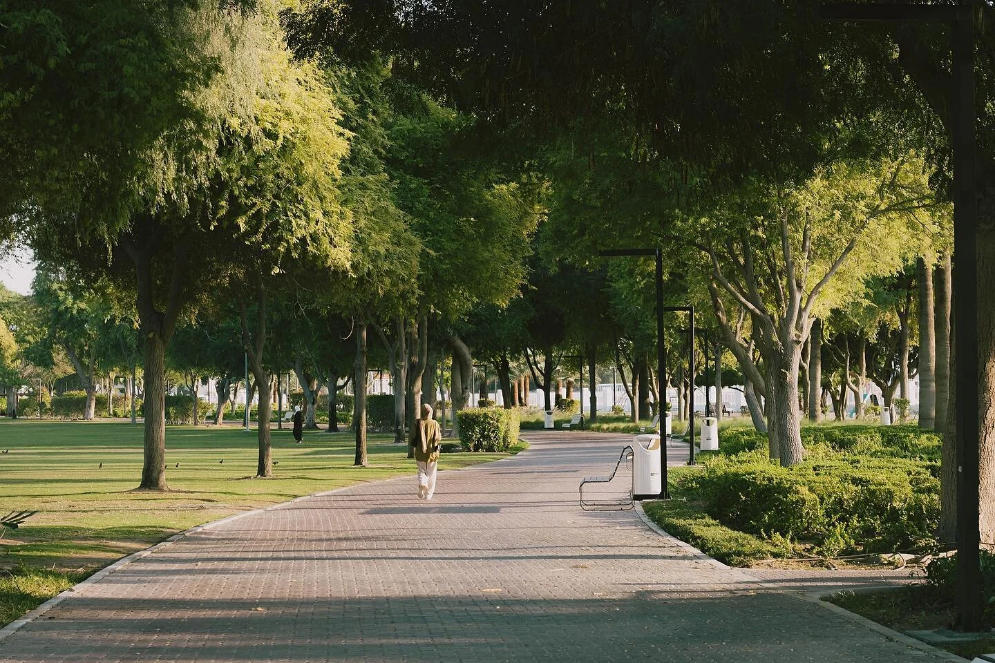 evergreen 🌿 

&bull;
&bull;
&bull;
&bull;

#naturephotography #evergreen #travelgram #canonshooters #lightroomedits #theoutdoors #dubailife #eos2000d #warmtones #50mm #naturelovers #naturegram #natureshooters #thegreatoutdoors #scenic #shadows
