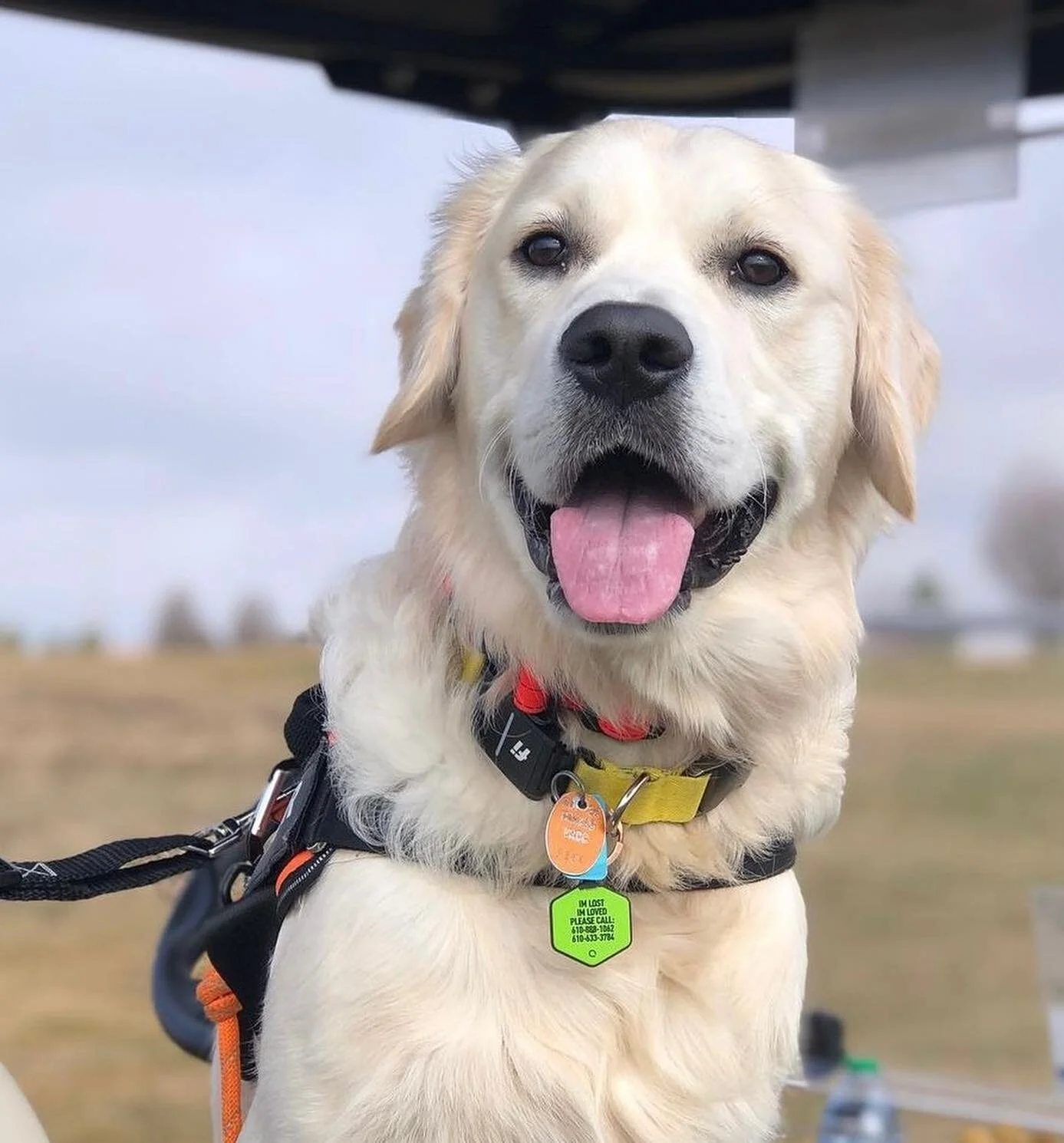 HAPPY #cartbuddyfriday ☀️😊⛳️🐾🐶 

We hope you have a PAW-some 🐾🥰 weekend enjoying @themasters and spending time with your pups! 

To be featured next week tag us @puppiesandgolf or use the hashtag #cartbuddyfriday 🌟 We love featuring your pups e