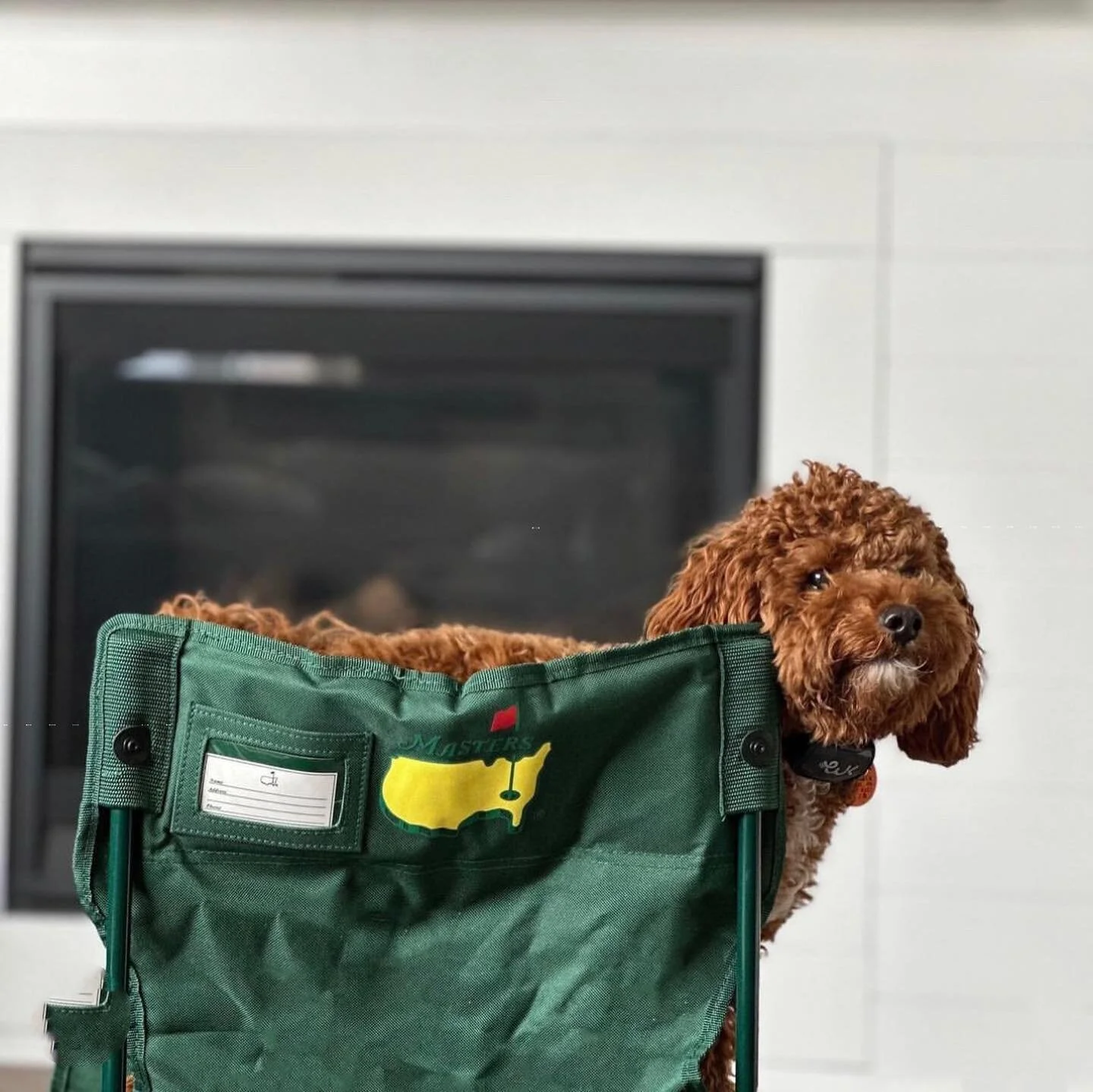 Paws up if you&rsquo;re glued to the couch this Masters Sunday! 🐶⛳️