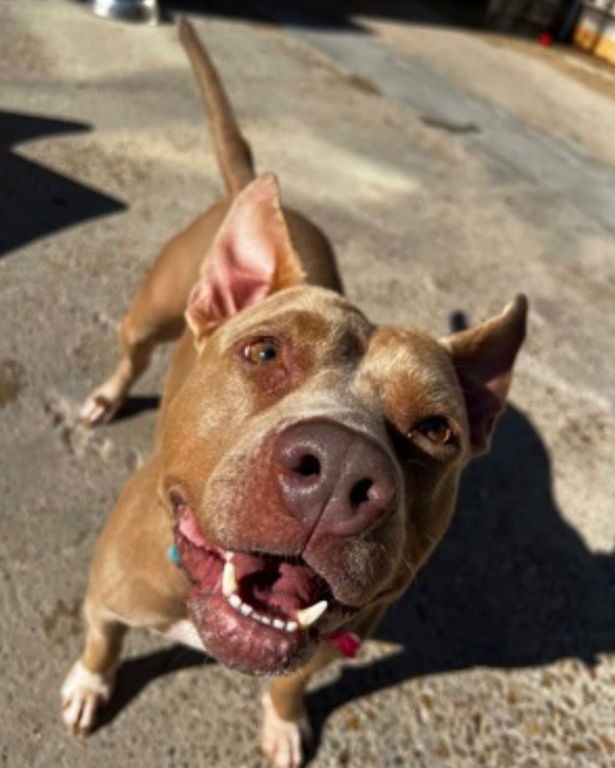 HAPPY NATIONAL PET DAY from all of us here @puppiesandgolf 🌟😁🐾🐶

To celebrate today, we are highlighting two pups from our April shelters of the month @zeusrescues and @animalrescueno .Meet Alfie from @animalrescueno and Chyna from @zeusrescues ,