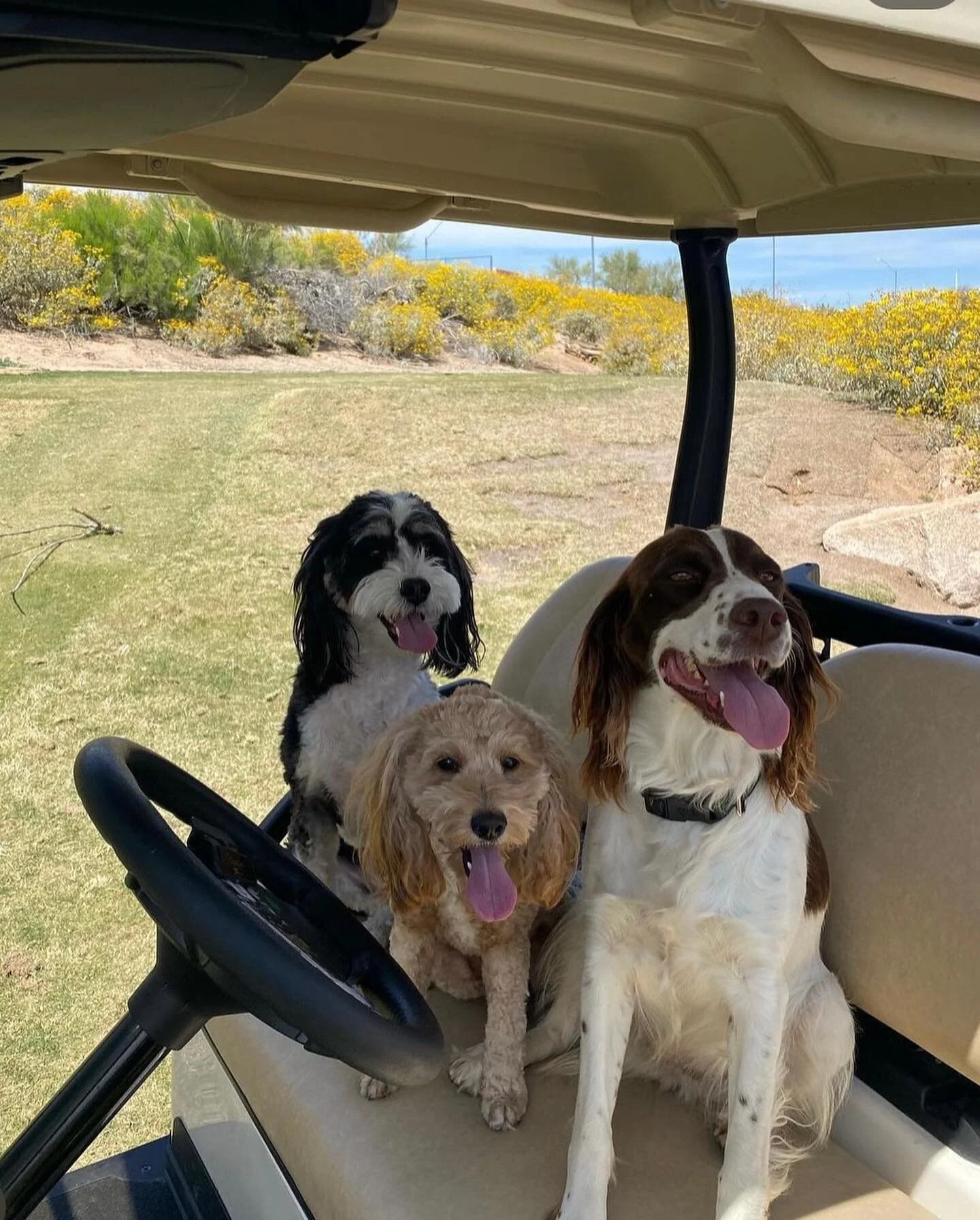 PAWS UP 🐾🐶💚 for #cartbuddyfriday 

We hope you have a fantastic weekend with your pups ☺️💛🐶⛳️ To be featured next week DM us @puppiesandgolf or use the hashtag #cartbuddyfriday 🙌🏻🌟