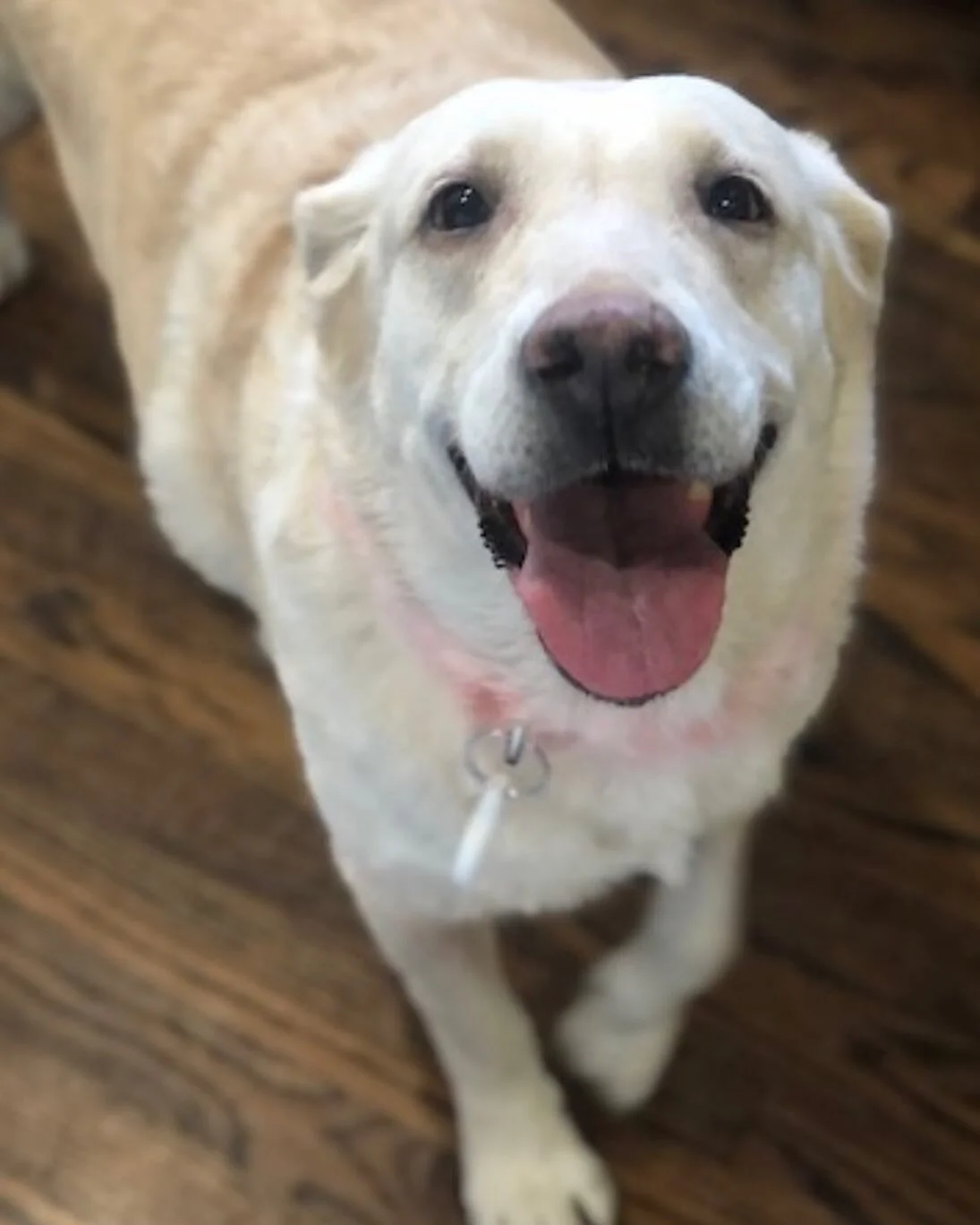 HAPPY MAY! We are so happy to introduce our May Shelter of the Month @dfwlabrescue .They are a wonderful non-profit organization, specifically focused on helping Labrador retrievers 🐾💛☺️

AND say hello to Loela 👋🏻our gorgeous of pup the month, a 