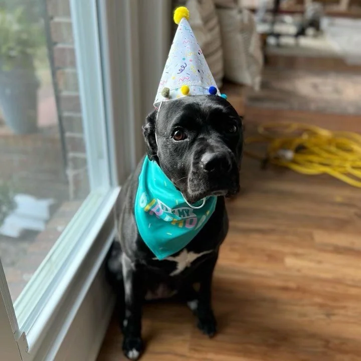 🚨 Calling our southeast community! 🚨 

We recently received an email asking us to help a family re-home their adorable boxer/lab rescue, Mahle (pronounced Molly) who currently resides in Atlanta, GA. 

Here&rsquo;s the deal: Mahle is amazing with t