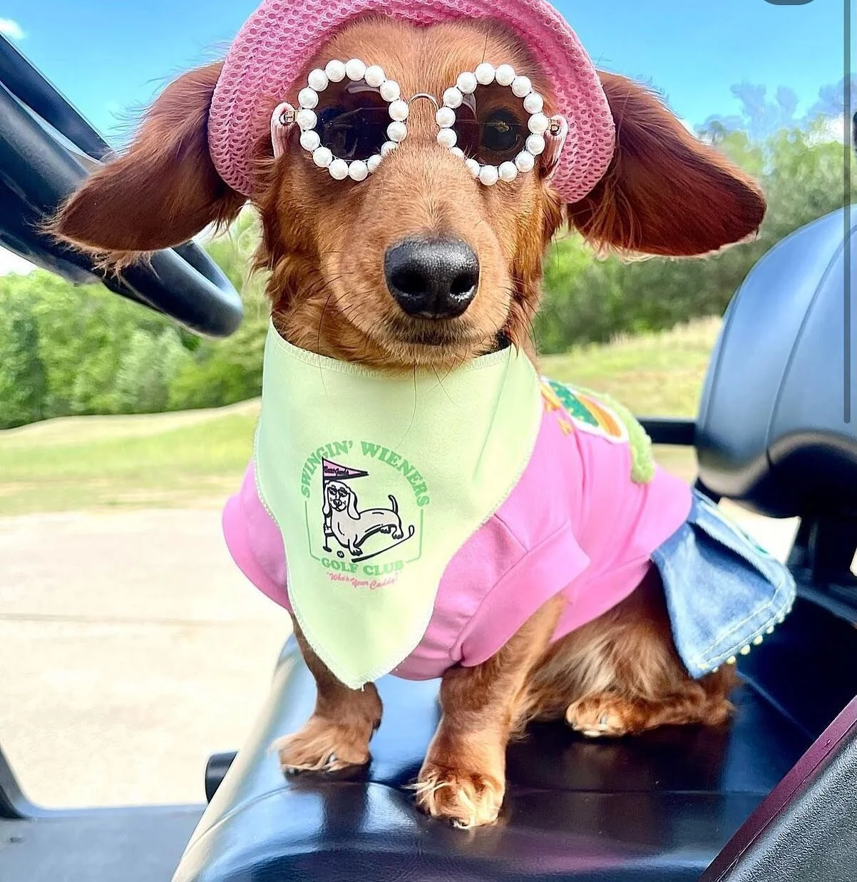 😎How we are feeling that it is FRIDAY!! 😎💚🐾⛳️

Happy #cartbuddyfriday 💛 we hope you have a fantastic weekend! To be featured use the hashtag #cartbuddyfriday or tag us @puppiesandgolf ⛳️🐶🌟
