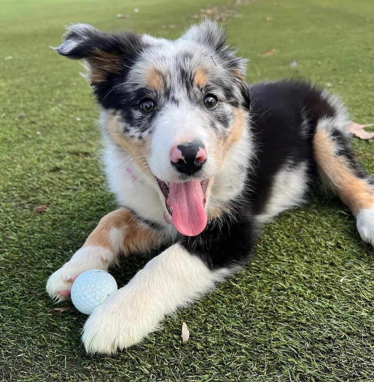 Happy #cartbuddyfriday and a belated #nationalgolfday 💚⛳️🐶🐾

No better way to celebrate the weekend 🙌🏻 than hitting the course with your four legged friends🤩🐾🏌🏻&zwj;♂️

To be featured use the hashtag #cartbuddyfriday or tag us @puppiesandgol
