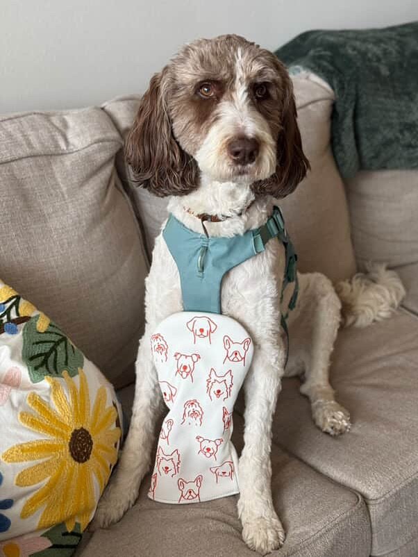 The cutest giveaway winner 🥹 

The Partini Club and Puppies &amp; Golf have teamed up for a collaboration that brings purpose to your golf bag. Meet the limited-edition driver headcovers designed to turn heads and support rescue pups across the coun