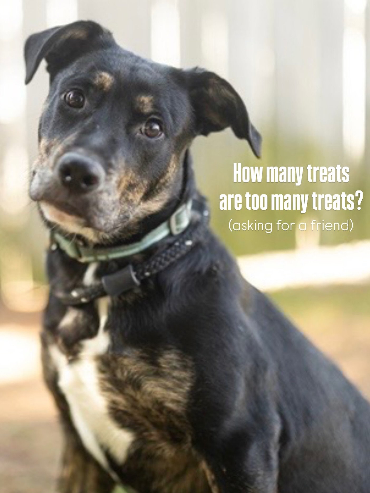 Help Brutus help a friend 😂

Brutus Lee is all wiggles and heart. This sweet boy is always excited to meet new people and never says no to a treat or two, which makes training him a breeze. He&rsquo;s looking for a patient, loving family who can giv
