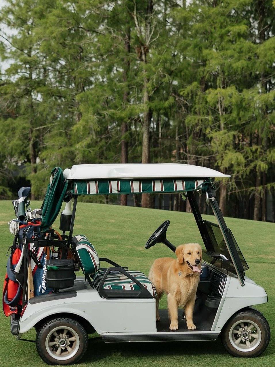 The cutest caddies 🥹

#puppiesandgolf #golfdog #golfdogs #golf #dogrescue #dognonprofit