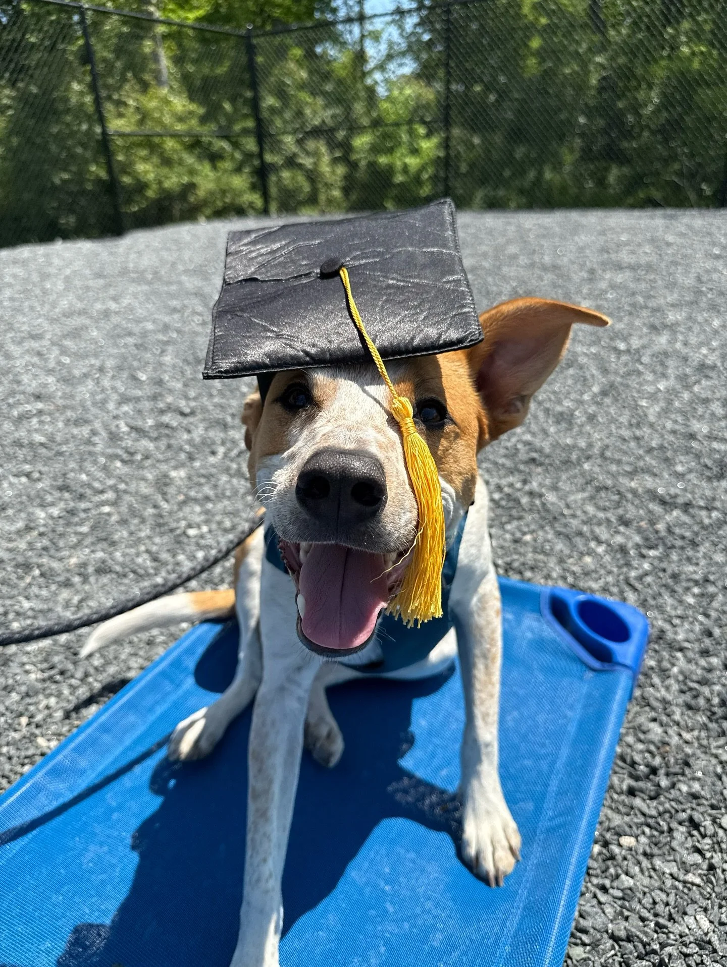 This month we&rsquo;re proud to spotlight the Humane Society of Charlotte and their Dog Training &amp; Behavior Classes. Led by trainer Destiny, these science-backed programs use positive reinforcement to help pups and their people thrive together. F