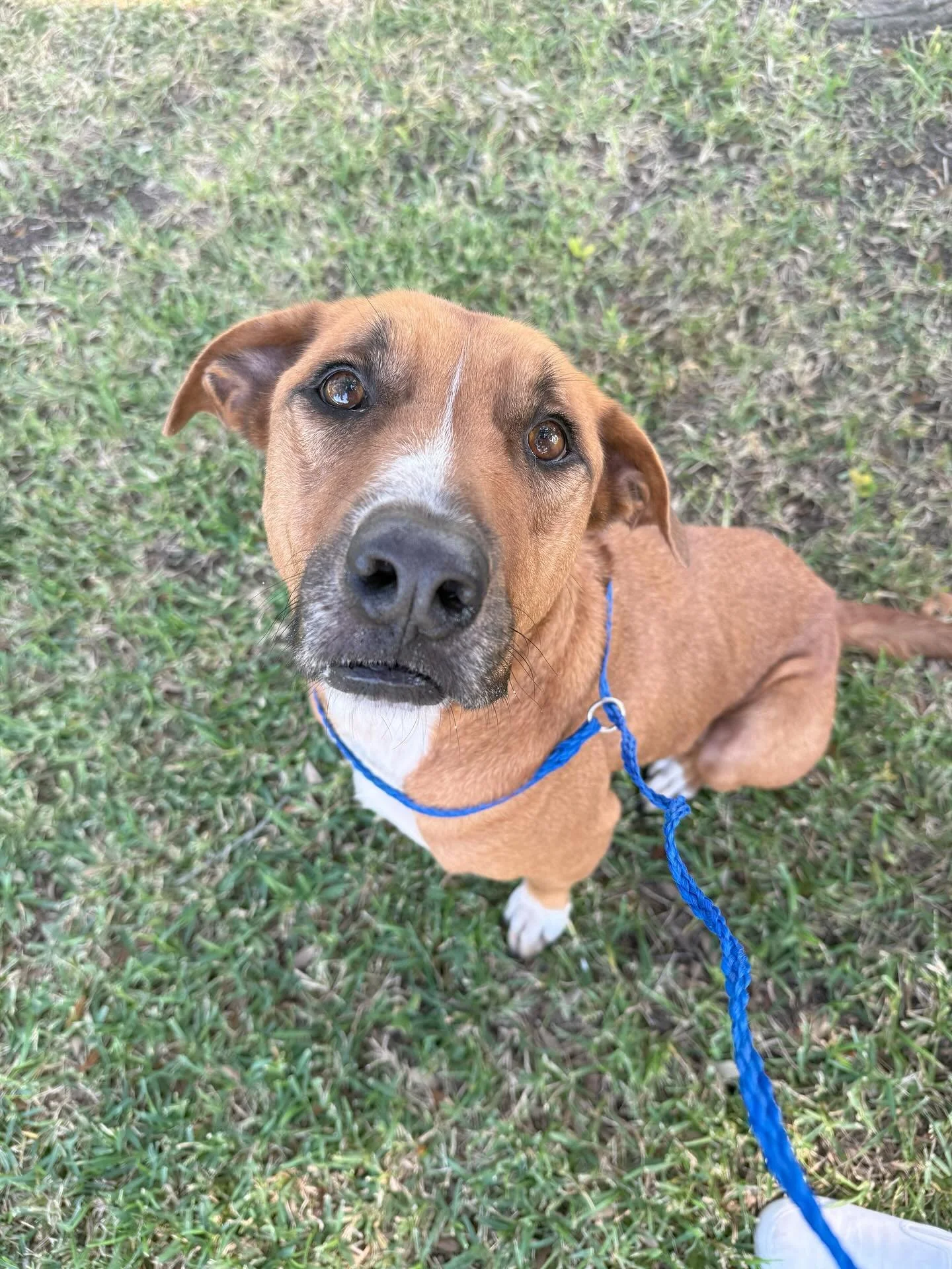 Meet Kong, our September Dog of the Month from @caapets! This 7-year-old Labrador mix is proof that love only gets better with age. At 77 pounds, he&rsquo;s a gentle giant who will happily climb into your lap for cuddles if you let him. Kong is house