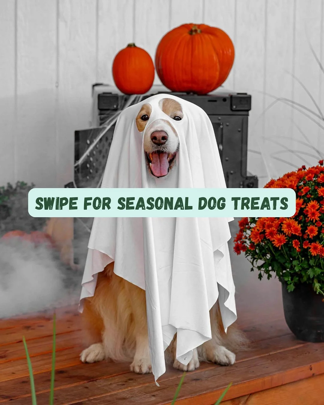 Your fore-legged friends deserve a seasonal treat too! 🎃

#dogtreats #homemadedogtreats #dogfood #adoptdontshop