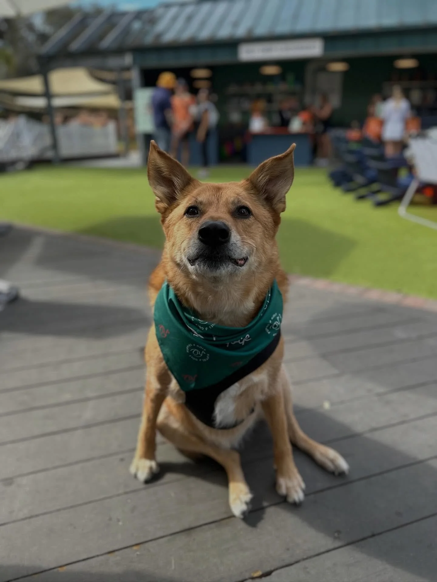 What&rsquo;s better than puppies, golf, and Tito&rsquo;s? 

We had such a great time at the annual Tito&rsquo;s Barefoot Brawl. The weather was perfect, the pups were happy, and we raised money for three amazing charities. Huge thanks to Tito&rsquo;s