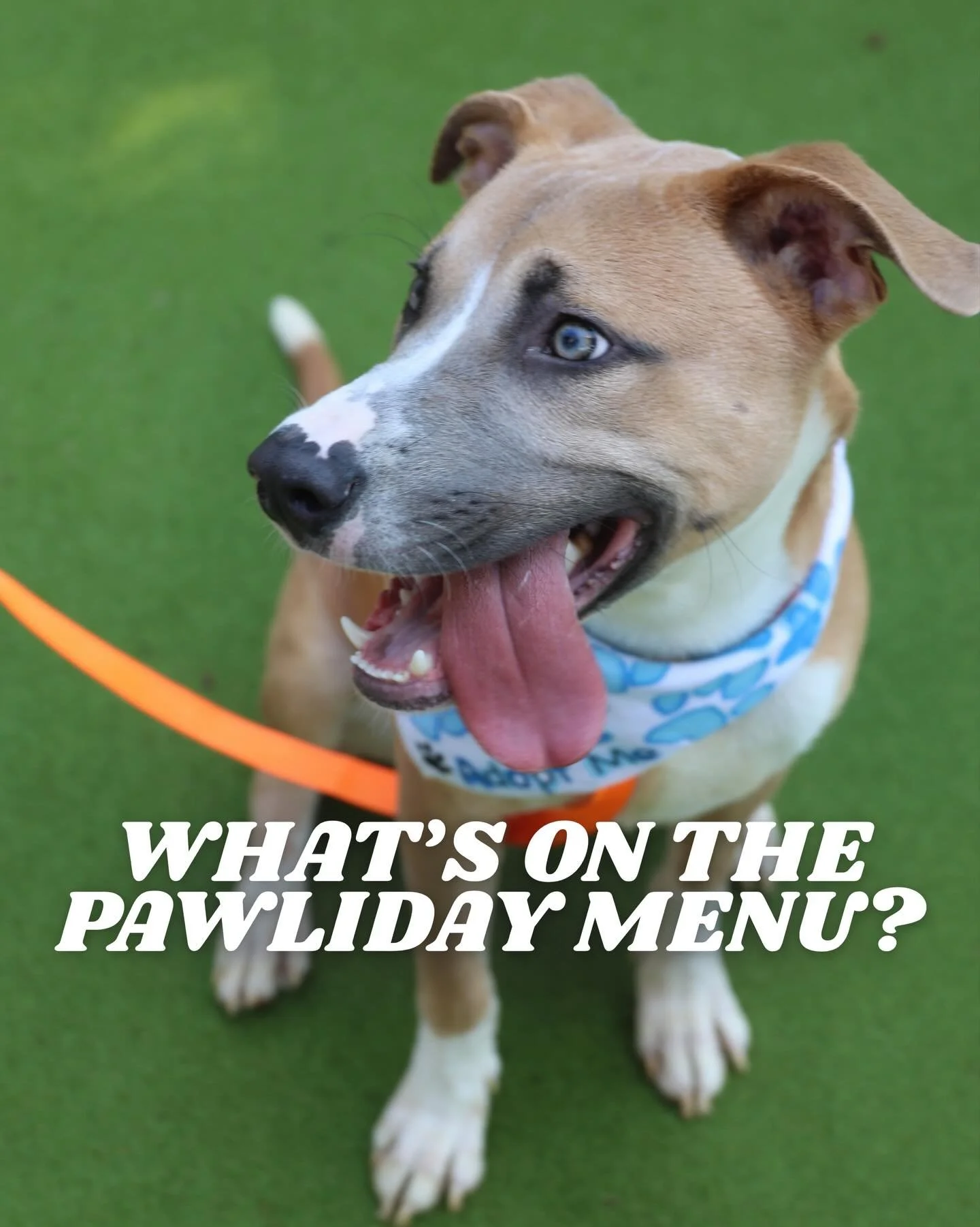 Happy Thanksgiving from Puppies &amp; Golf! 🦃

Share this with all your friends who have a fore-legged family member! 

#dogsafety #dogsafe #dogsafefoods #thanksgivingfood