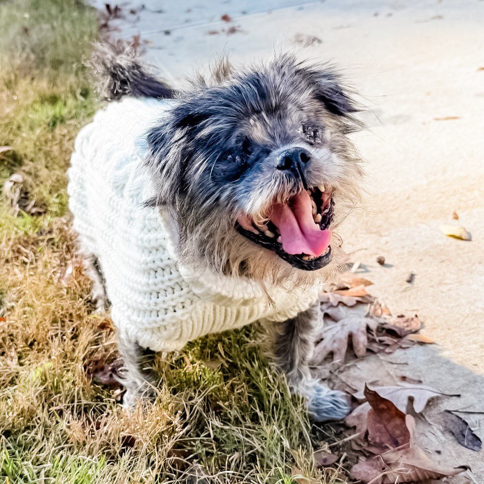 Dog of the Month: Meet Rascal 🐾

Rascal is proof that resilience comes in small, fluffy packages. This 9-year-old Shih Tzu may be blind, but that hasn&rsquo;t slowed him down one bit. After having both eyes surgically removed, Rascal confidently nav