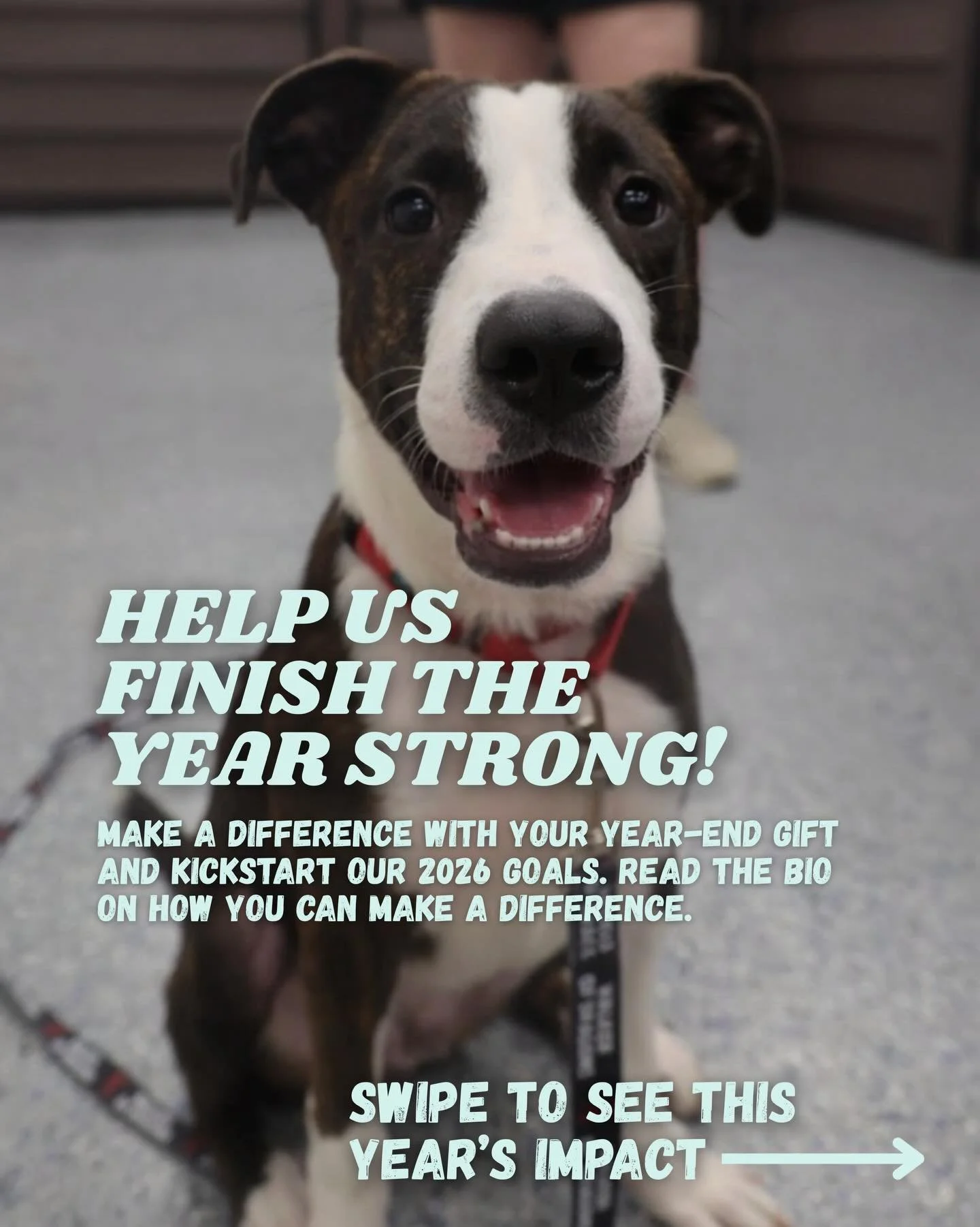 Thanks to your generosity, $326,000 has been raised in 2025, including $27,410 on GivingTuesday! 🐾

Your support has helped:
&bull; Provide life-saving care for dogs like Charley, now cancer-free
&bull; Support 29 shelters nationwide and projects li