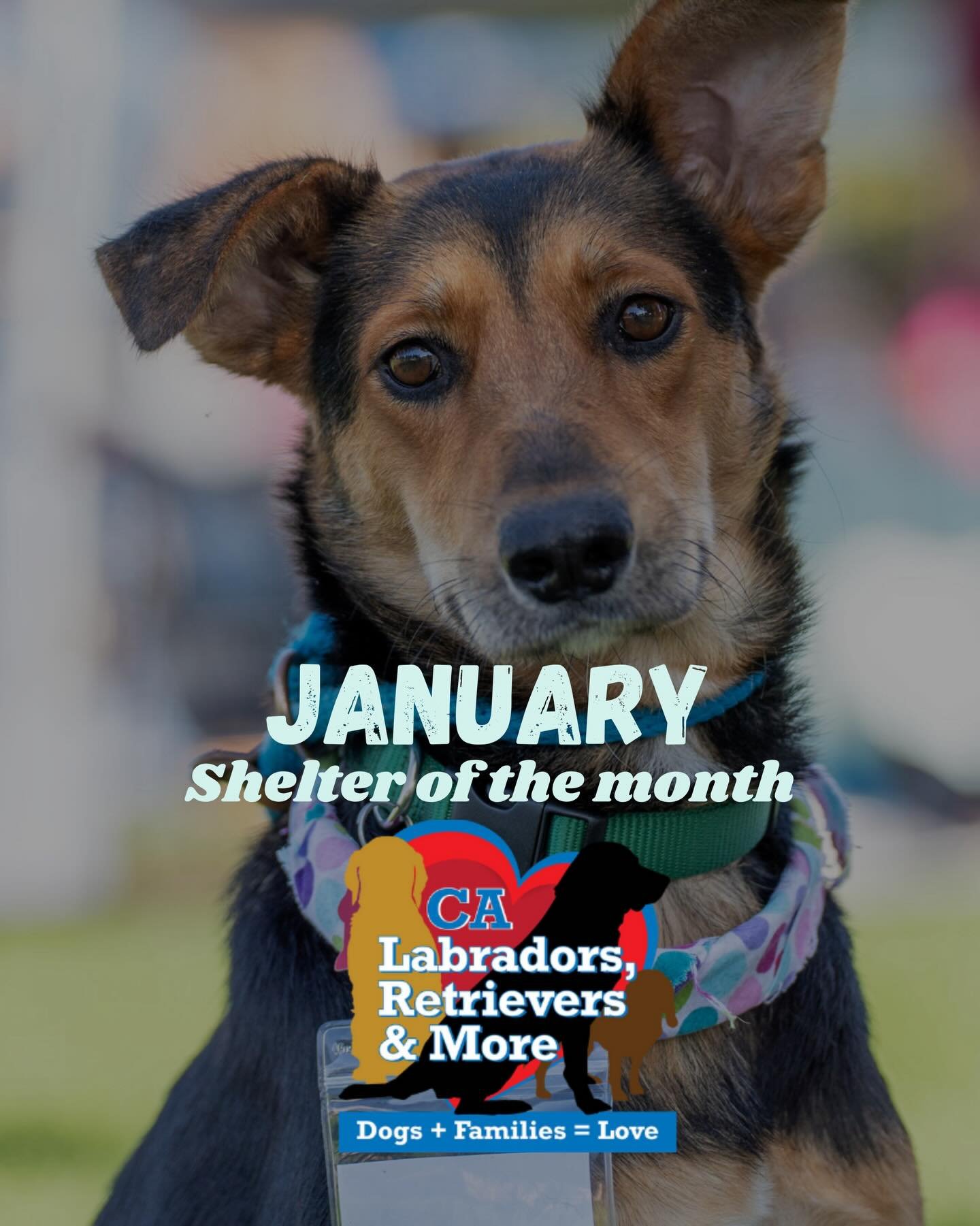 Since 2011, Labs and More has been a lifeline for dogs in need, rescuing over 16,000 dogs from shelters and uncertain futures. 🐾

Today, more than 250 dogs and puppies are in our care at the Ranch and in foster homes, each receiving the medical atte