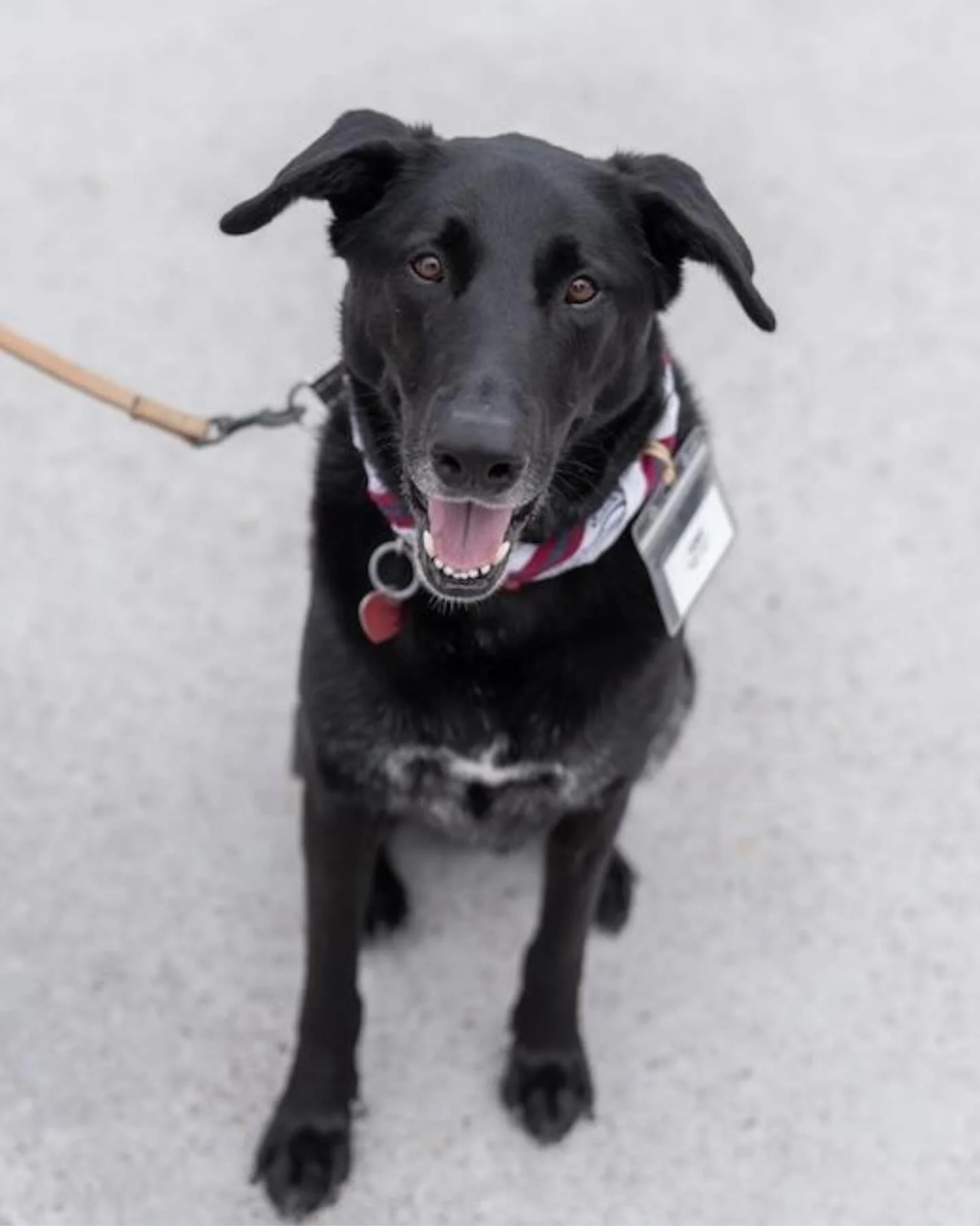 Meet our Dog of the Month, Tony! 🐶

Tony is a cuddler deluxe with a heart as big as his paws. This sweet XL black Lab mix is great with kids, people, and other dogs. And yes, couch and bed privileges are a must (he promises to share 😉).

Tony is sm