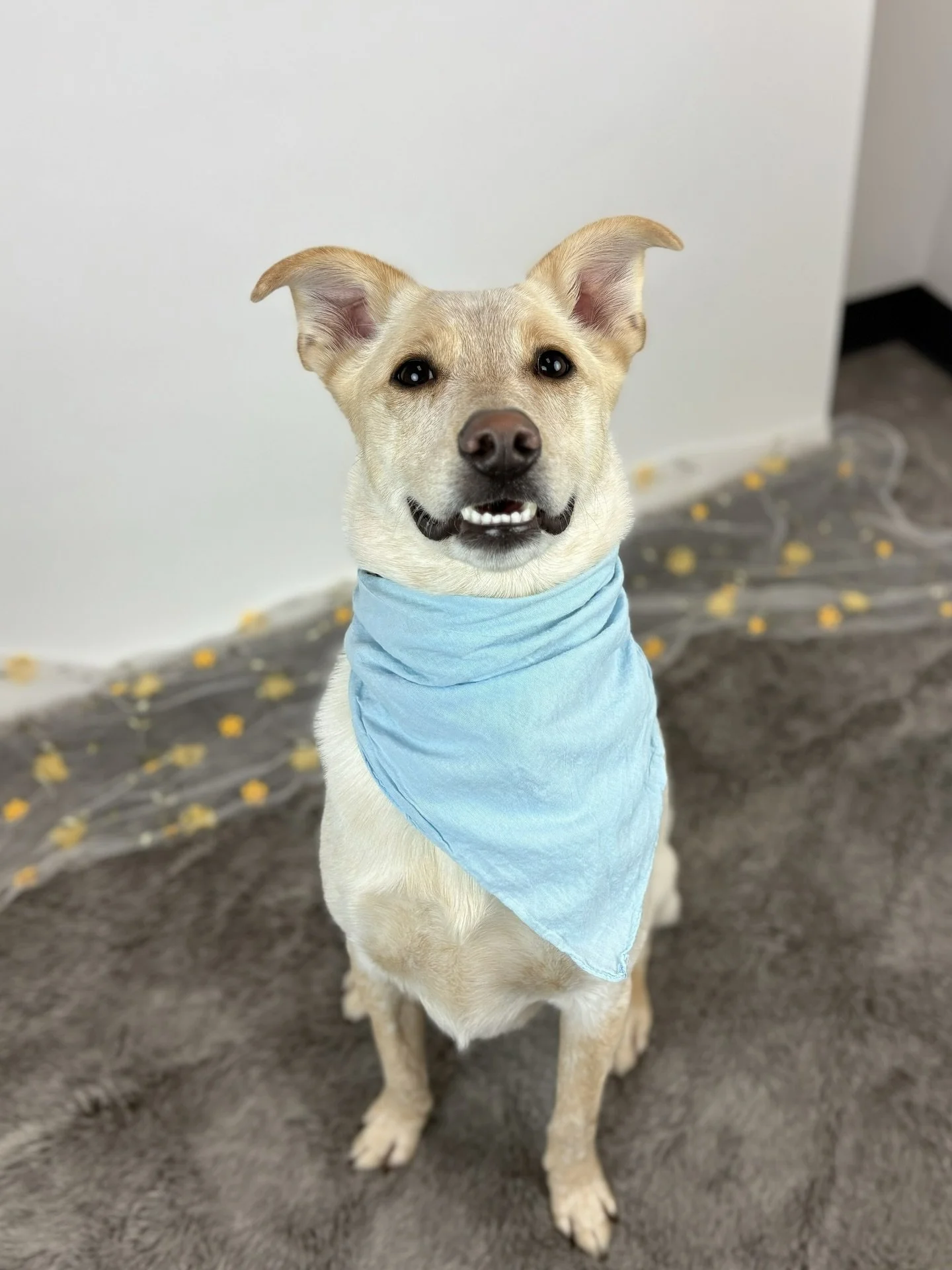 Meet our Dog of the Month, Music Man 🎶🐶

He loves splashing in water, chasing bubbles, and destroying squeaky toys like a true rockstar. Full of smart, playful energy, Music Man is looking for an adult-only home where he can be the one and only pet
