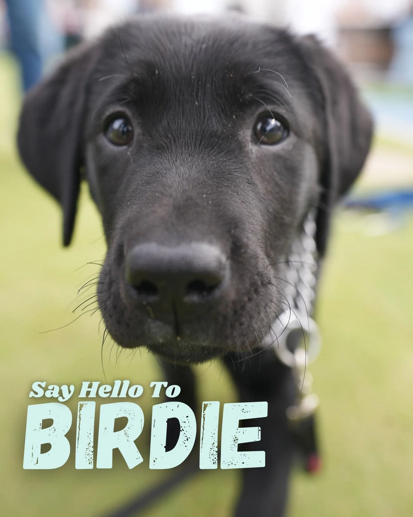 Introducing&hellip; Birdie 🐶⛳️

Our Puppies &amp; Golf community officially chose her name, and we couldn&rsquo;t think of a more perfect fit!

At the very beginning of her journey with Joys of Living Assistance Dogs, we&rsquo;re so excited to share