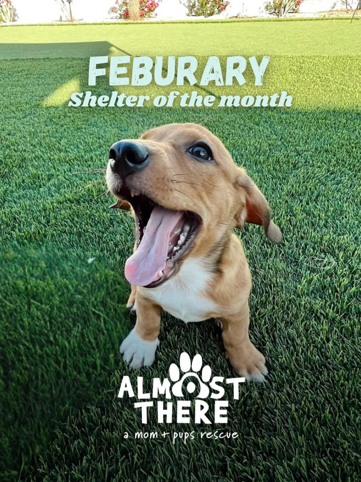 Meet our February Shelter of the Month: Almost There a Mom + Pups Rescue 🐾

@almostthererescue is dedicated to saving mama dogs and their pups, giving them the care, enrichment, and time they need to thrive. Specializing in pregnant and nursing dogs