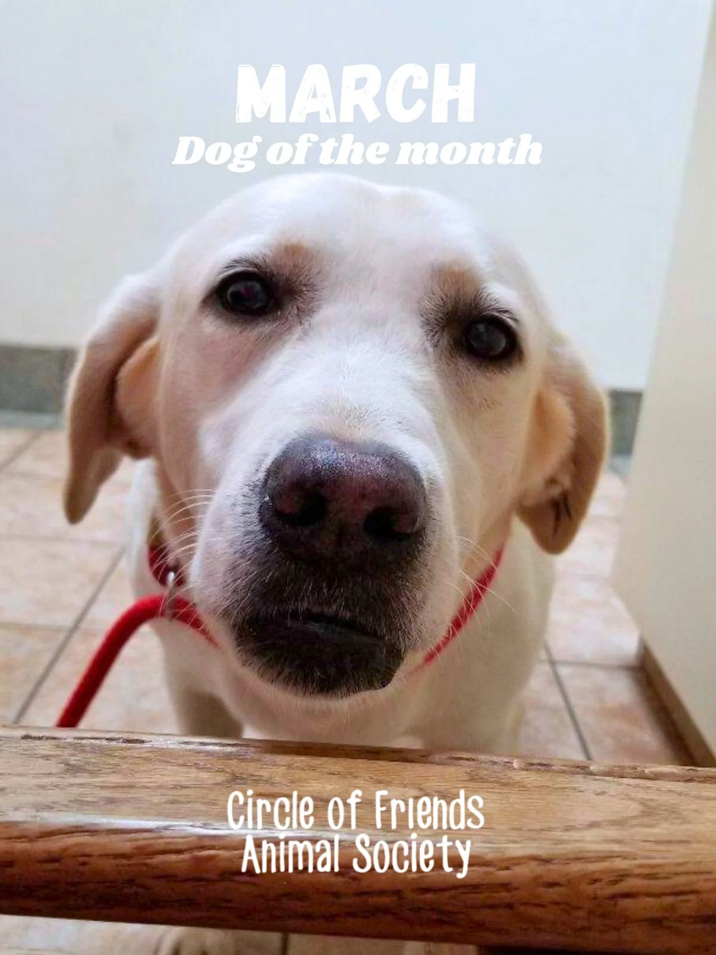 Meet our March Dog of the Month: Rain 🌧️🐶

Rain is a sweet 7-year-old Lab with a big heart and a love for water (she adores her kiddie pool!). After a tough start in life as a breeder, Rain is learning what it&rsquo;s like to be loved and part of a