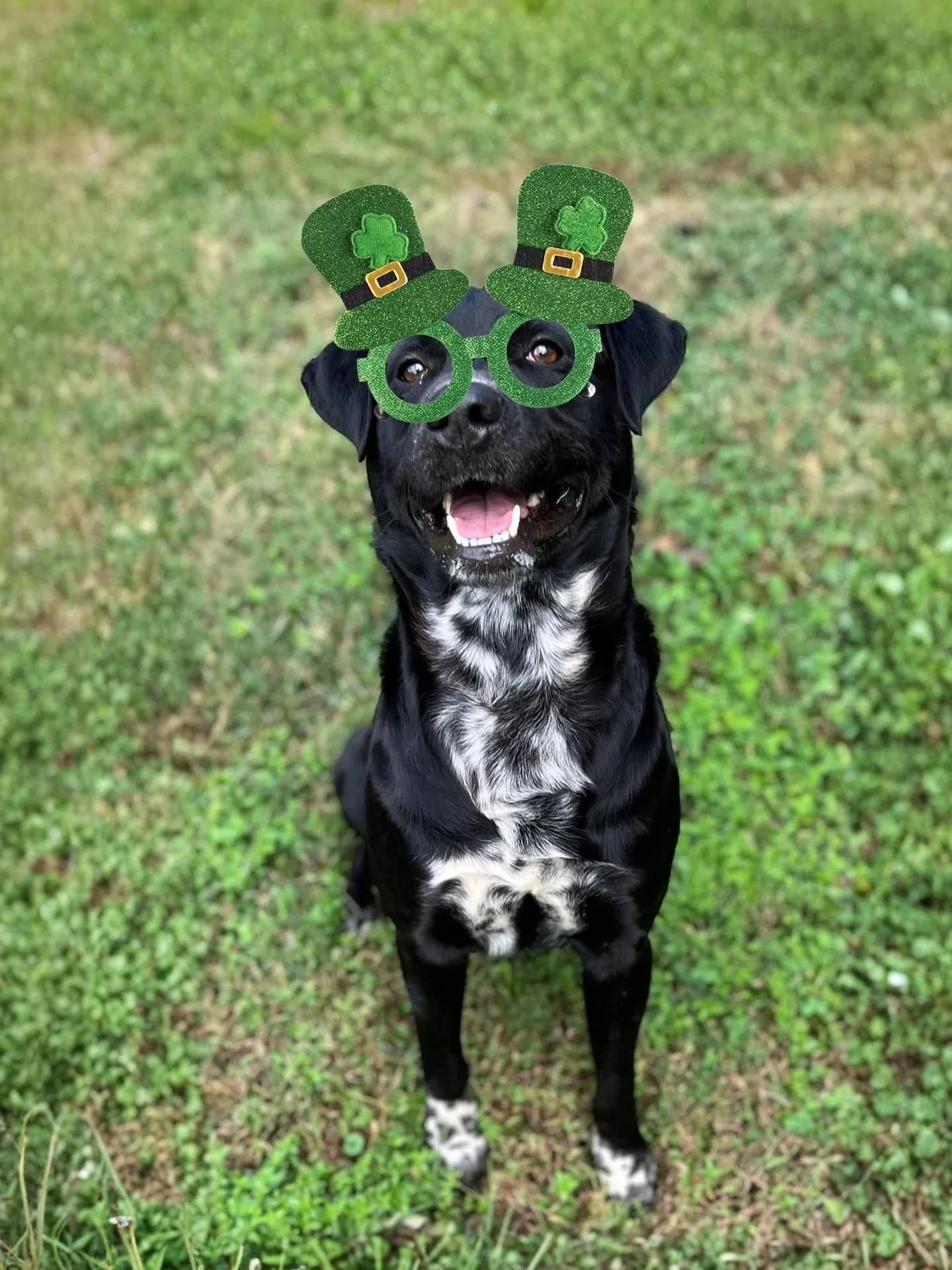 Happy St. Patrick&rsquo;s Day from Puppies &amp; Golf and Circle of Friends Animal Society! 🍀

Colt is our lucky charm of the day! This handsome 2-year-old boy has unique markings and a heart full of love. Colt is great with sweet, smaller dogs and 