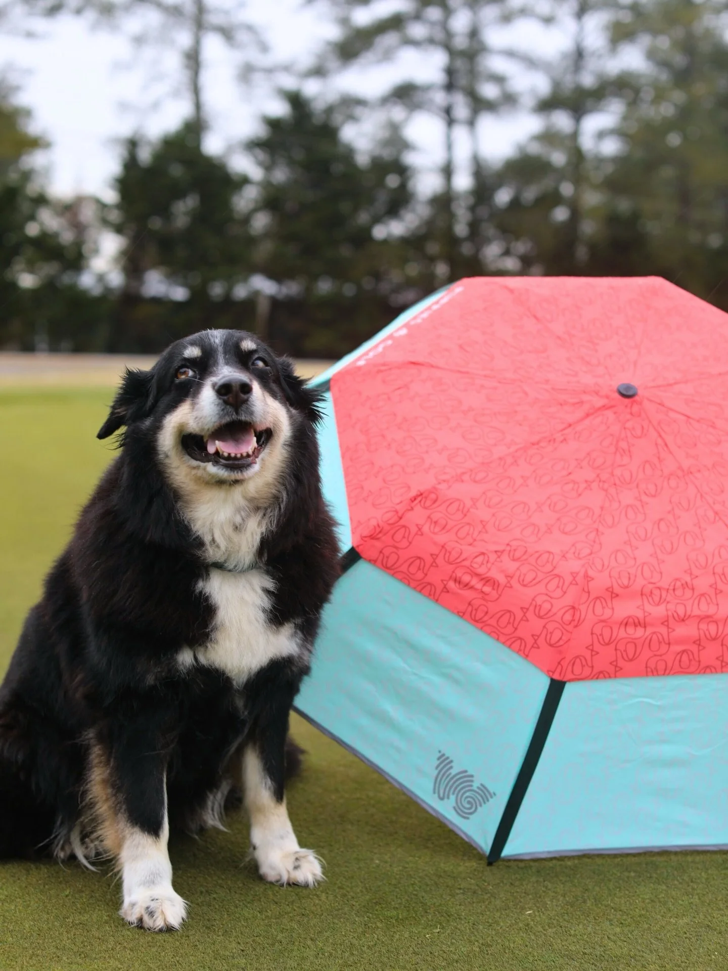 Happy first day of spring!

Spring weather can be unpredictable, but the @weathermanumbrella x @puppiesandgolf Collapsible Umbrella has you covered ☀️⛱️

Click the link in our bio to purchase today!

#puppiesandgolf #adoptdontshop #dognonprofit