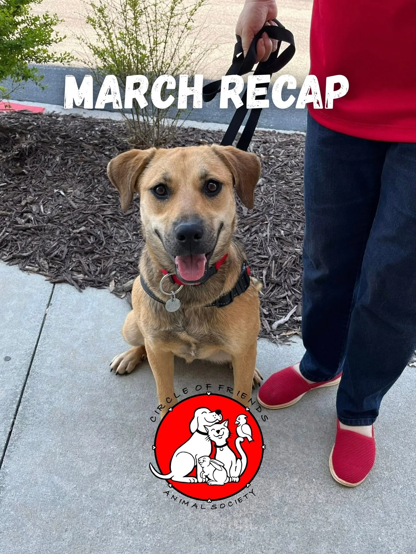 As we wrap up our March Shelter of the Month, we&rsquo;re highlighting one more time the incredible work of Circle of Friends Animal Society 🐶💛

From rescuing animals and giving dogs like Rain a second chance, their impact goes far beyond what most