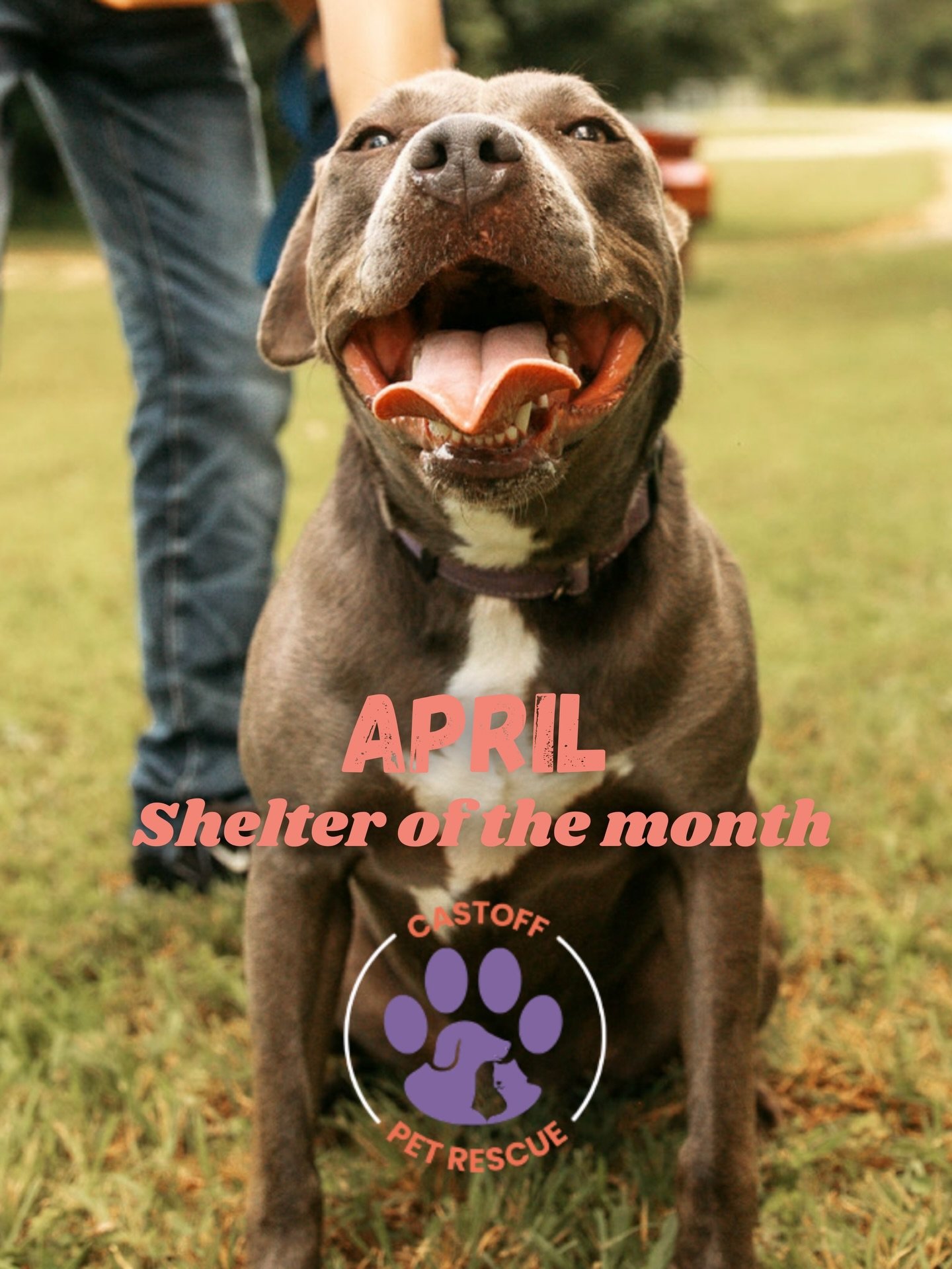 Meet our April Shelter of the Month: Castoff Pet Rescue 🐾

Serving communities across Georgia, Castoff steps in when animals need it most. Rescuing dogs and cats in their final hours, helping strays, and welcoming owner surrenders with compassion. A