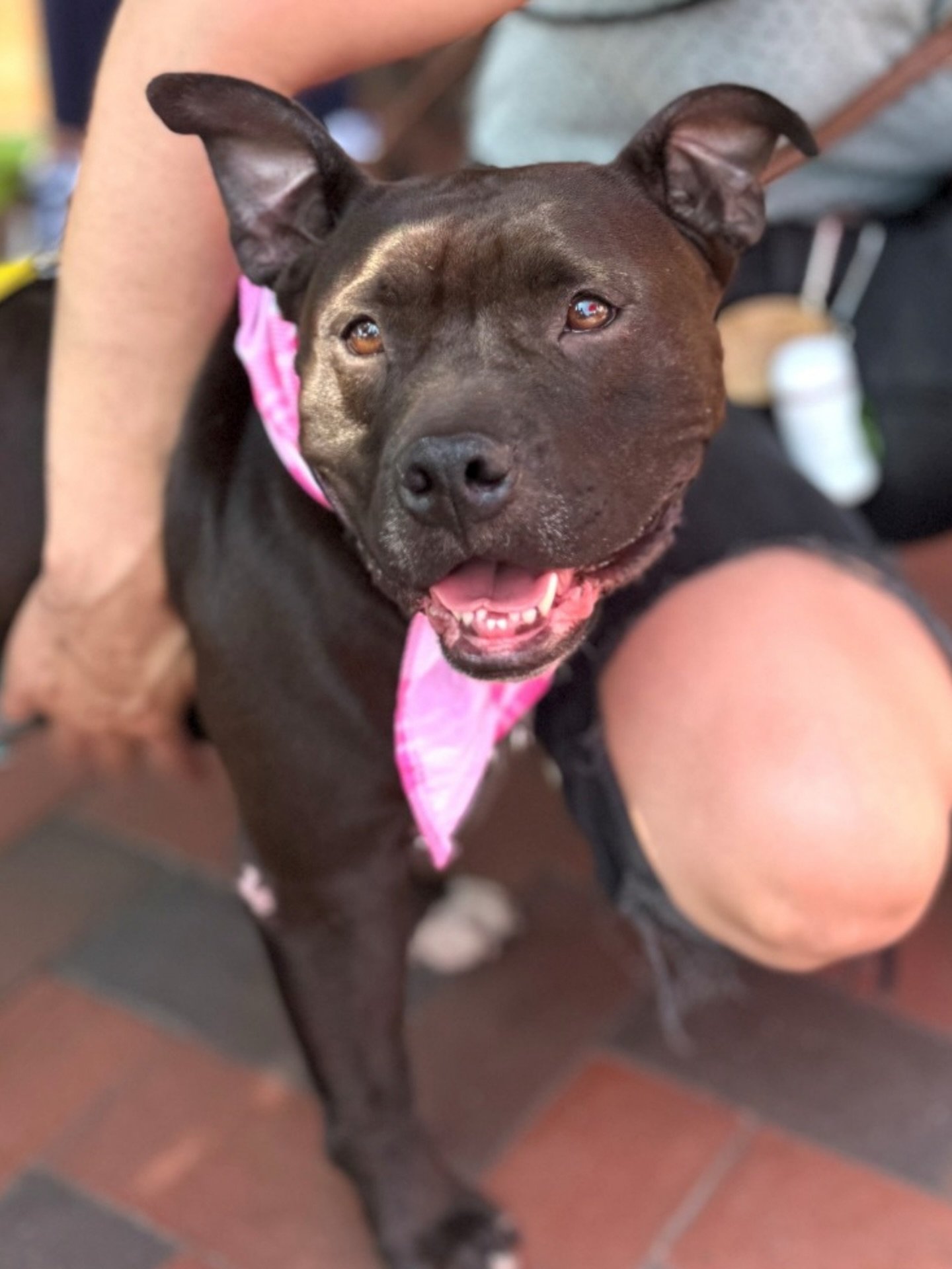 URGENT: Koko needs a foster or forever home by April 20

Koko is a 3-year-old American Bully mix who is full of love, playful energy, and the sweetest personality. She adores people (kids included!), loves belly rubs, fetch, and tagging along on any 