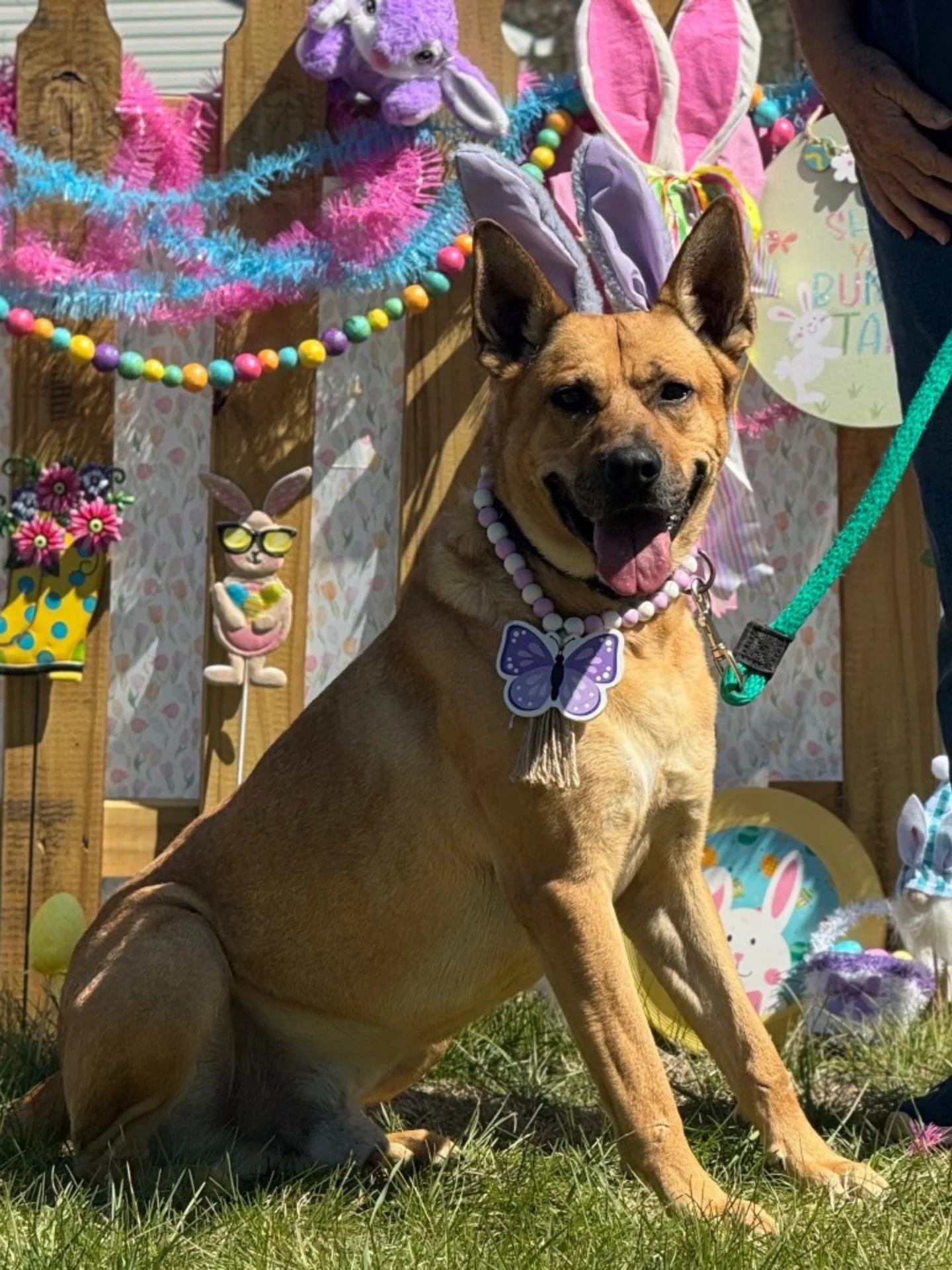 Happy Easter from our shelter of the month @castoff_pet_rescue 🐣🐶

#puppiesandgolf #adoptdontshop #dognonprofit