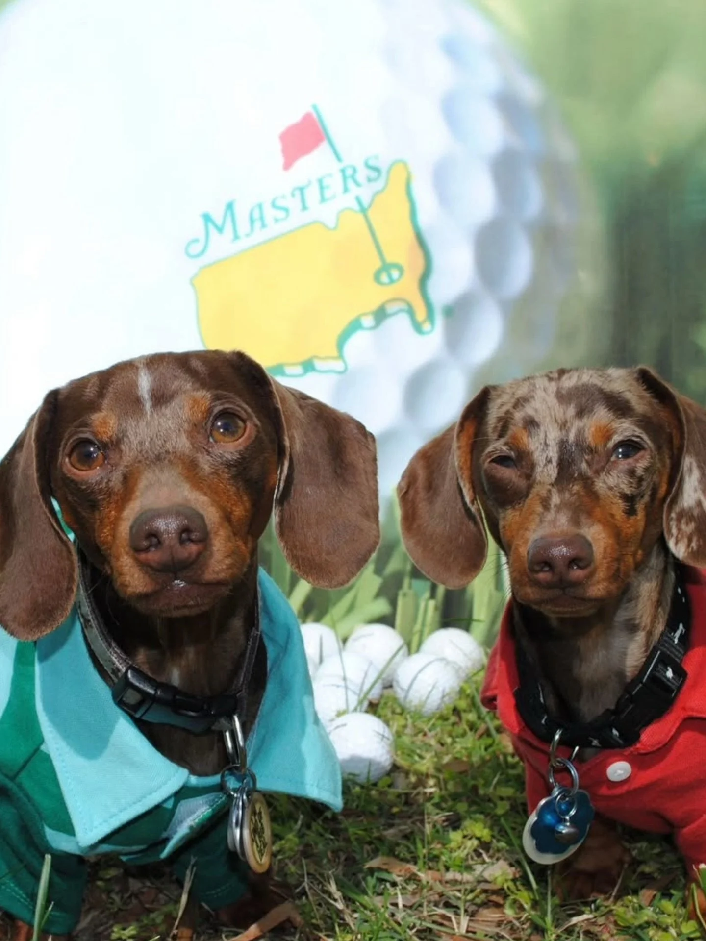 Tee time never looked so paw-some!

🐶⛳ Kicking off Masters week with our favorite four-legged fans.

#puppiesandgolf #adoptdontshop #dognonprofit