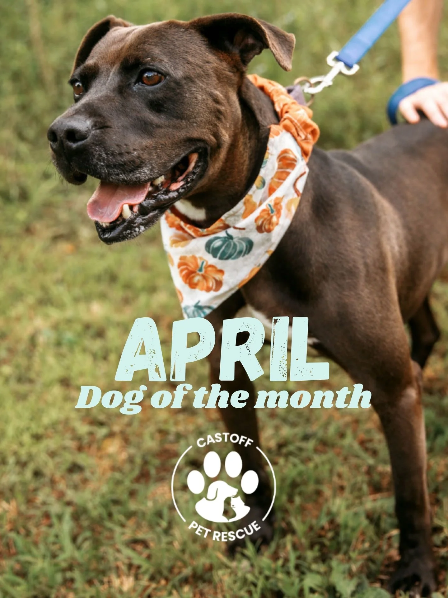 Meet Logan, our April Dog of the Month 💙🐾

Logan has been Castoff Pet Rescue&rsquo;s resident since 2019 and truly one of a kind. This 8-year-old, 55 lb chocolate love nugget is equal parts loyal companion and goofy best friend.

Here&rsquo;s what 