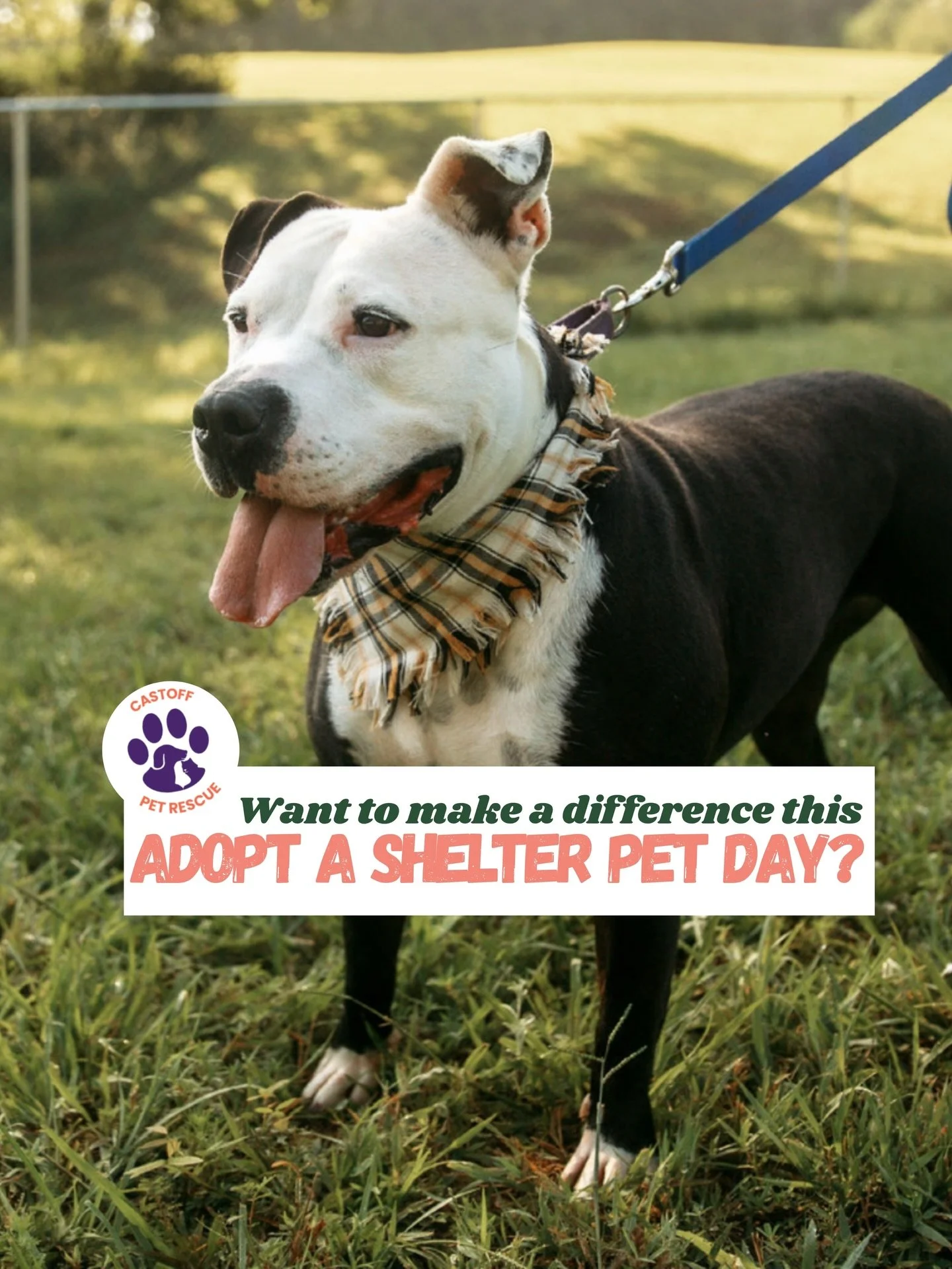 It&rsquo;s National Adopt a Shelter Pet Day! 🐾

Today is all about giving pets the love and second chances they deserve. Whether it&rsquo;s bringing a furry friend into your home, fostering, volunteering, or donating, every action makes a difference