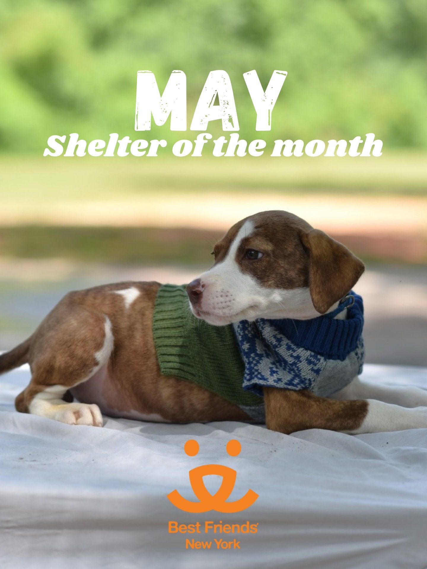 Meet our May Shelter of the Month: Best Friends Animal Society New York 🐾

What started as a small group of passionate animal lovers in the Utah desert has grown into a nationwide movement to end the killing of dogs and cats in shelters. Today, Best